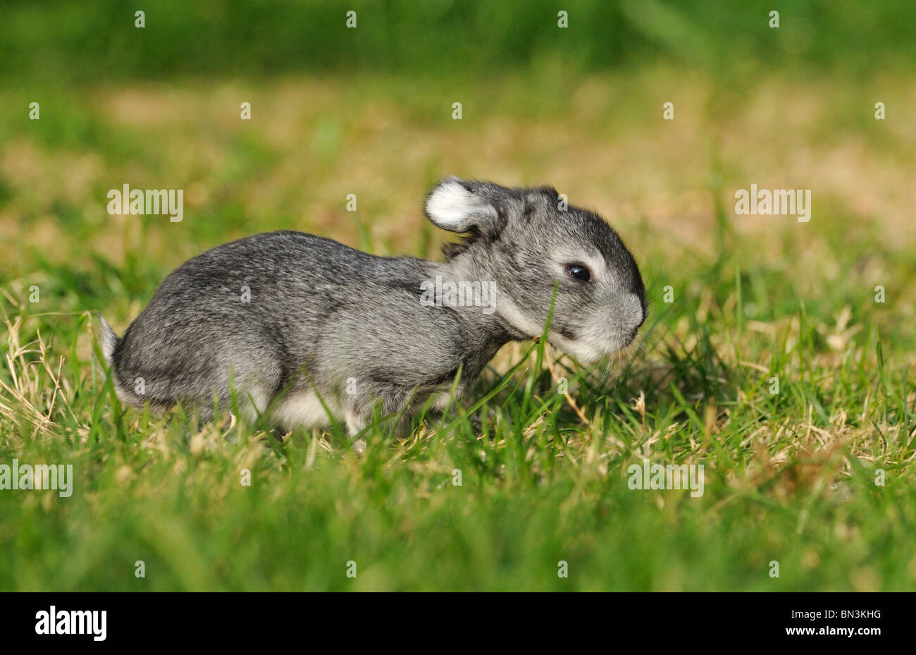 American Chinchilla sitzen auf dem Rasen, Seitenansicht Stockfoto