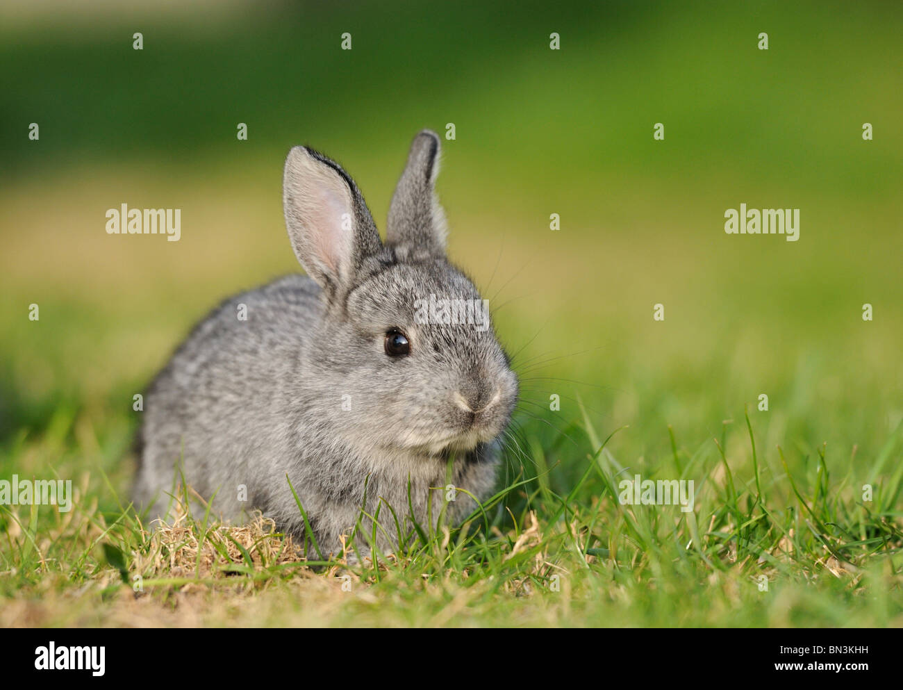 American Chinchilla sitzen auf Rasen Stockfoto