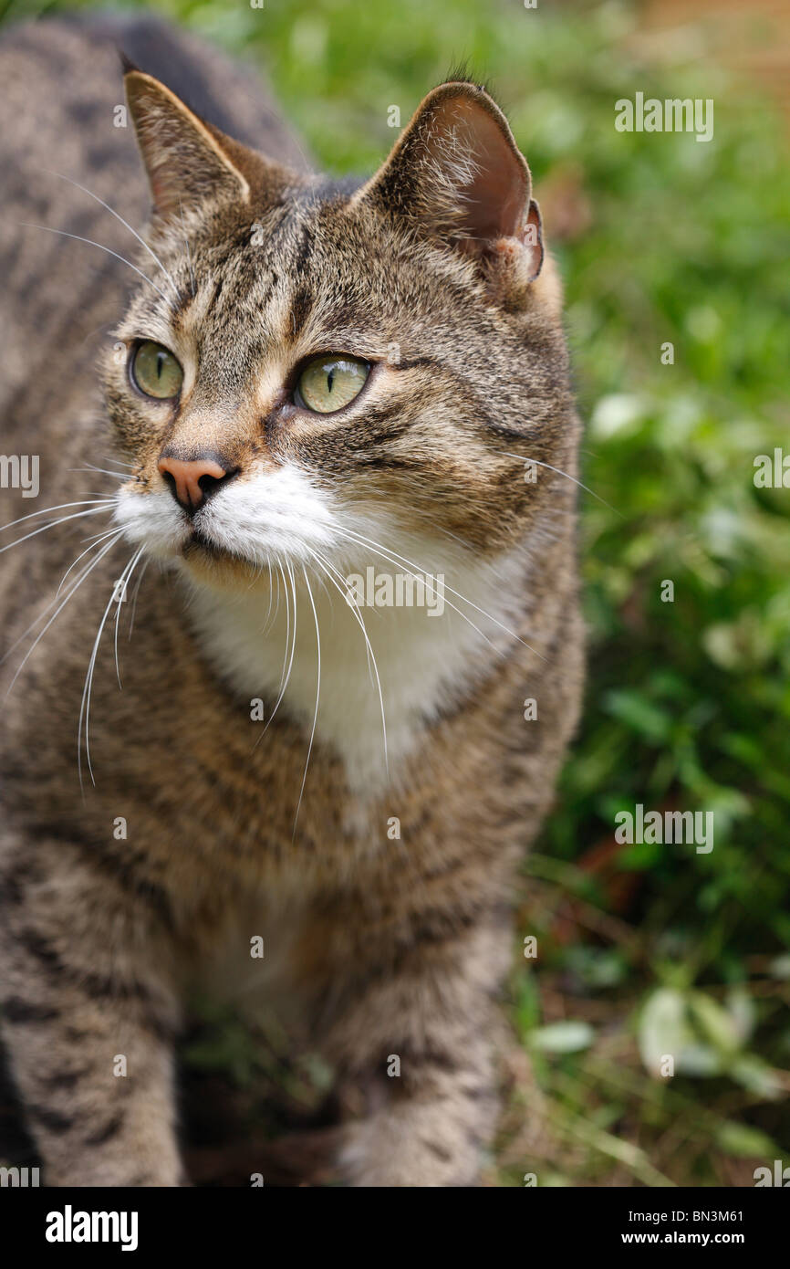 Hauskatze, Hauskatze (Felis Silvestris F. Catus), 8 Jahre alt Männlich stehend in ein Beet, Deutschland Stockfoto