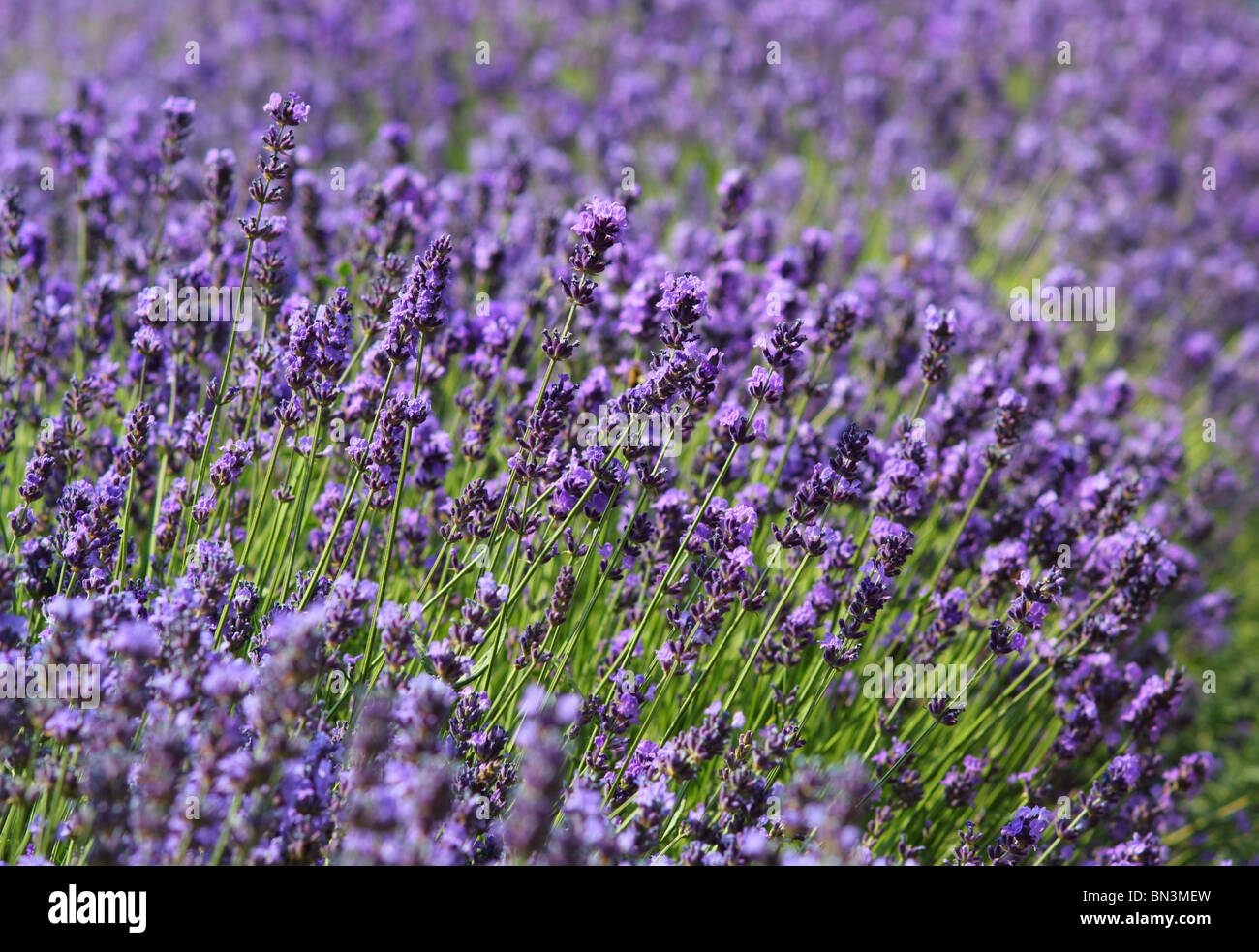 Lavendel Blumen in Narr Blüte Lavandula angustifolia Stockfoto