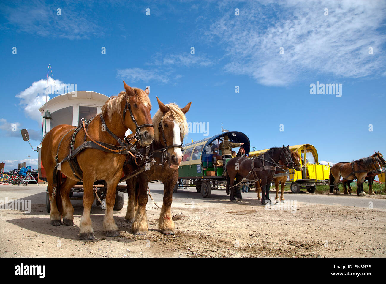 Bespannten Wagen in Hallig Hooge, Nordfriesland, Deutschland, niedrigen Winkel anzeigen Stockfoto