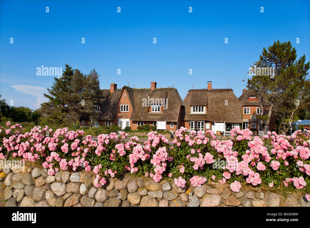Blumen auf einer Steinmauer, beherbergt Strohdach im Hintergrund, Keitum, Sylt, Deutschland Stockfoto
