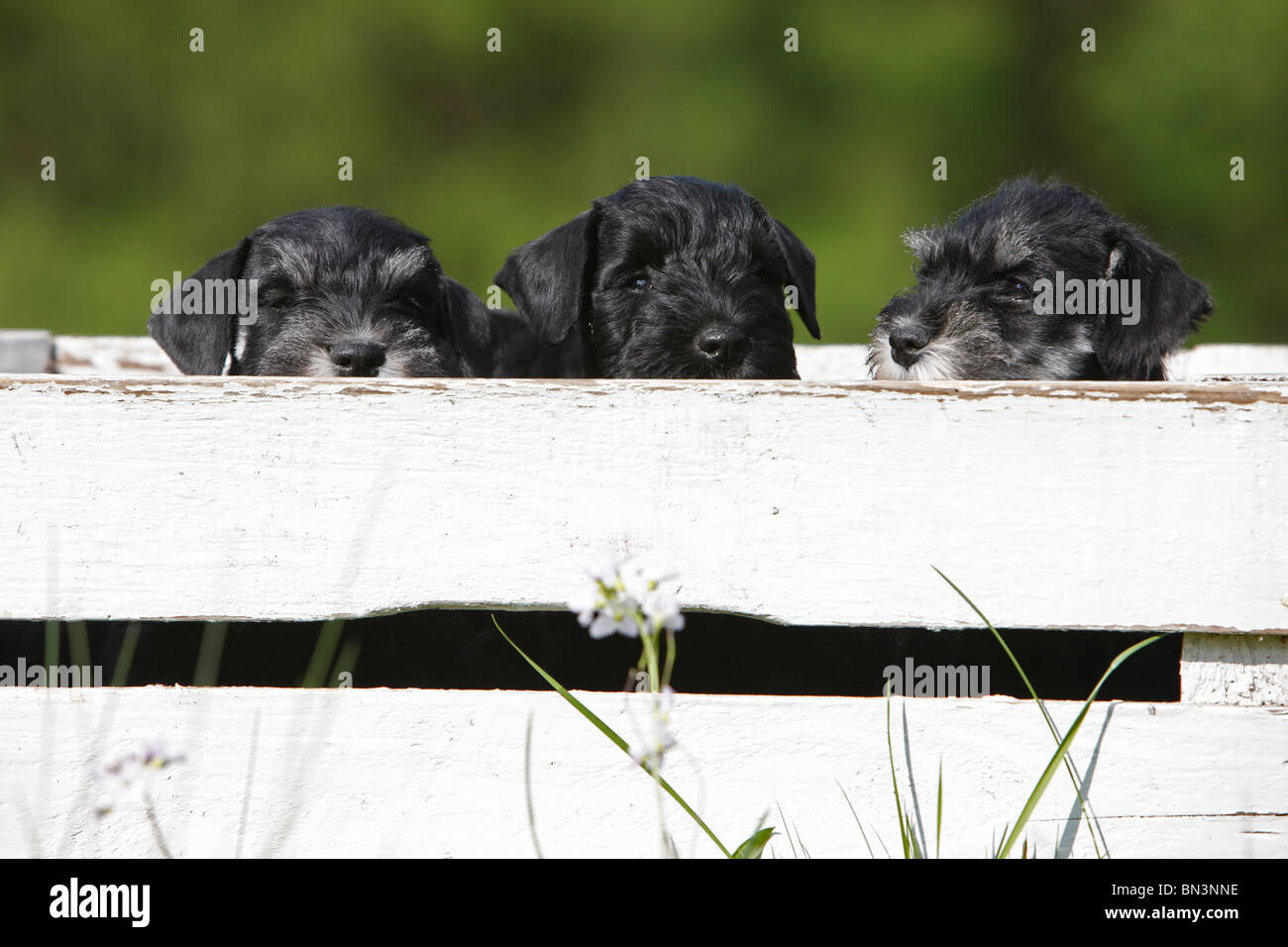 Zwergschnauzer (Canis Lupus F. Familiaris), drei Welpen in einer Holzkiste, Deutschland Stockfoto