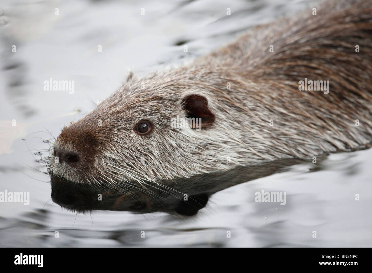 Nutria, Biber brummeln, Schwimmen im Wasser, Saarland, Deutschland, Europa Stockfoto