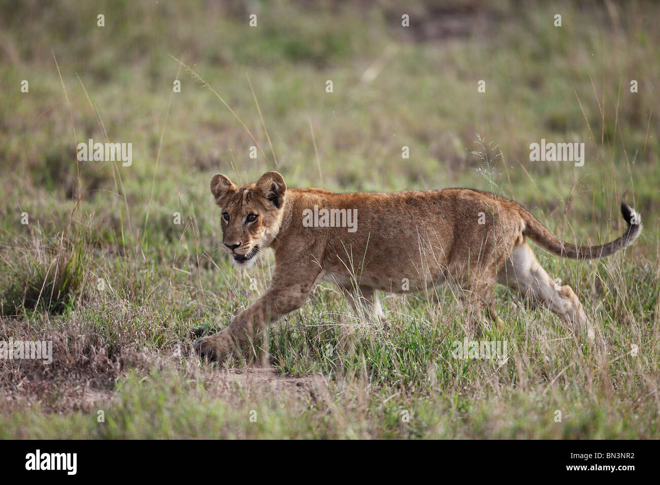 Junger Löwe, Panthera Leo, Queen Elizabeth National Park, Uganda, Ostafrika, Afrika Stockfoto