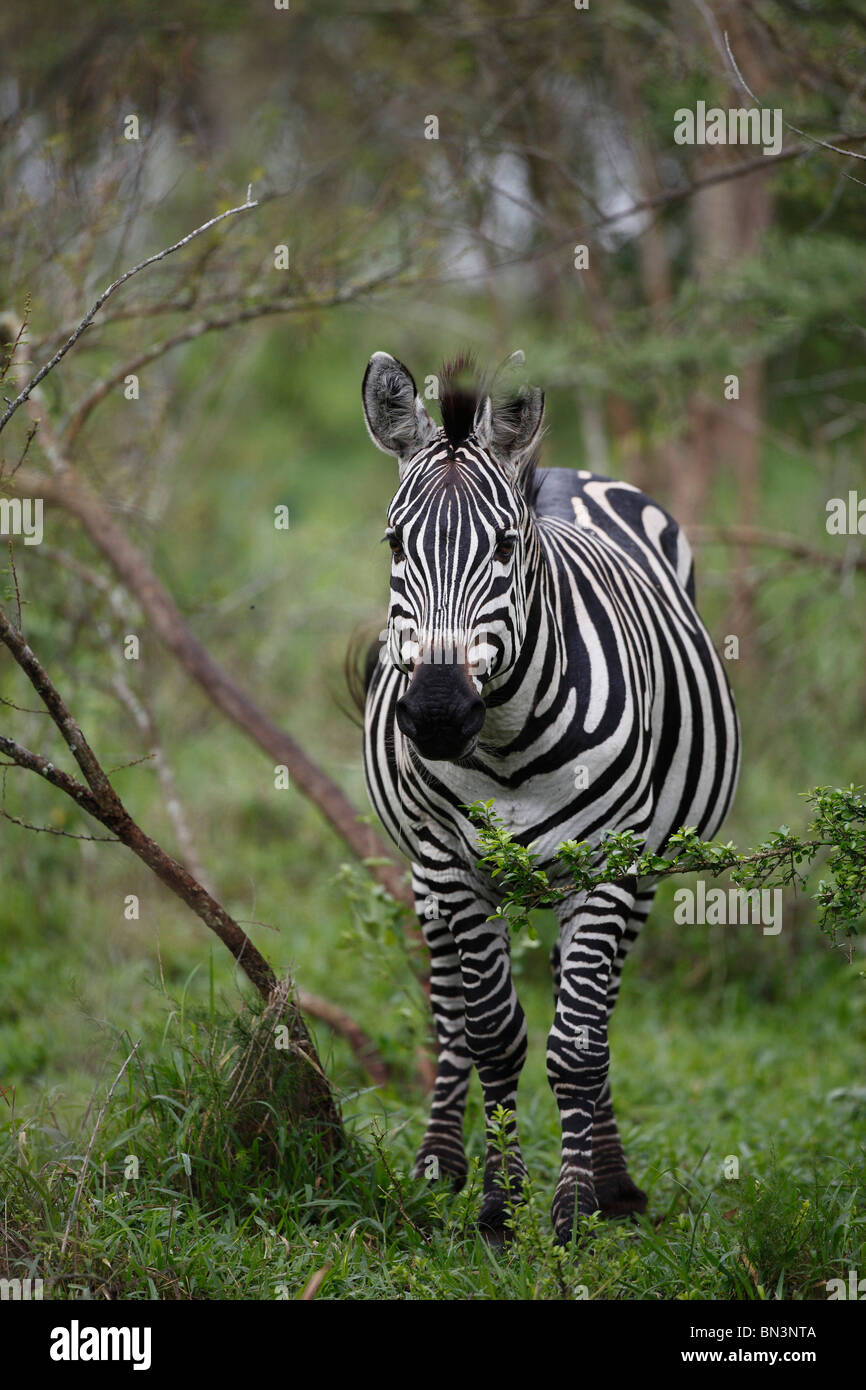 Gemeinsamen Zebra, Equus Quagga Boehmi, Lake Mburo National Park, Uganda, Ostafrika, Afrika Stockfoto