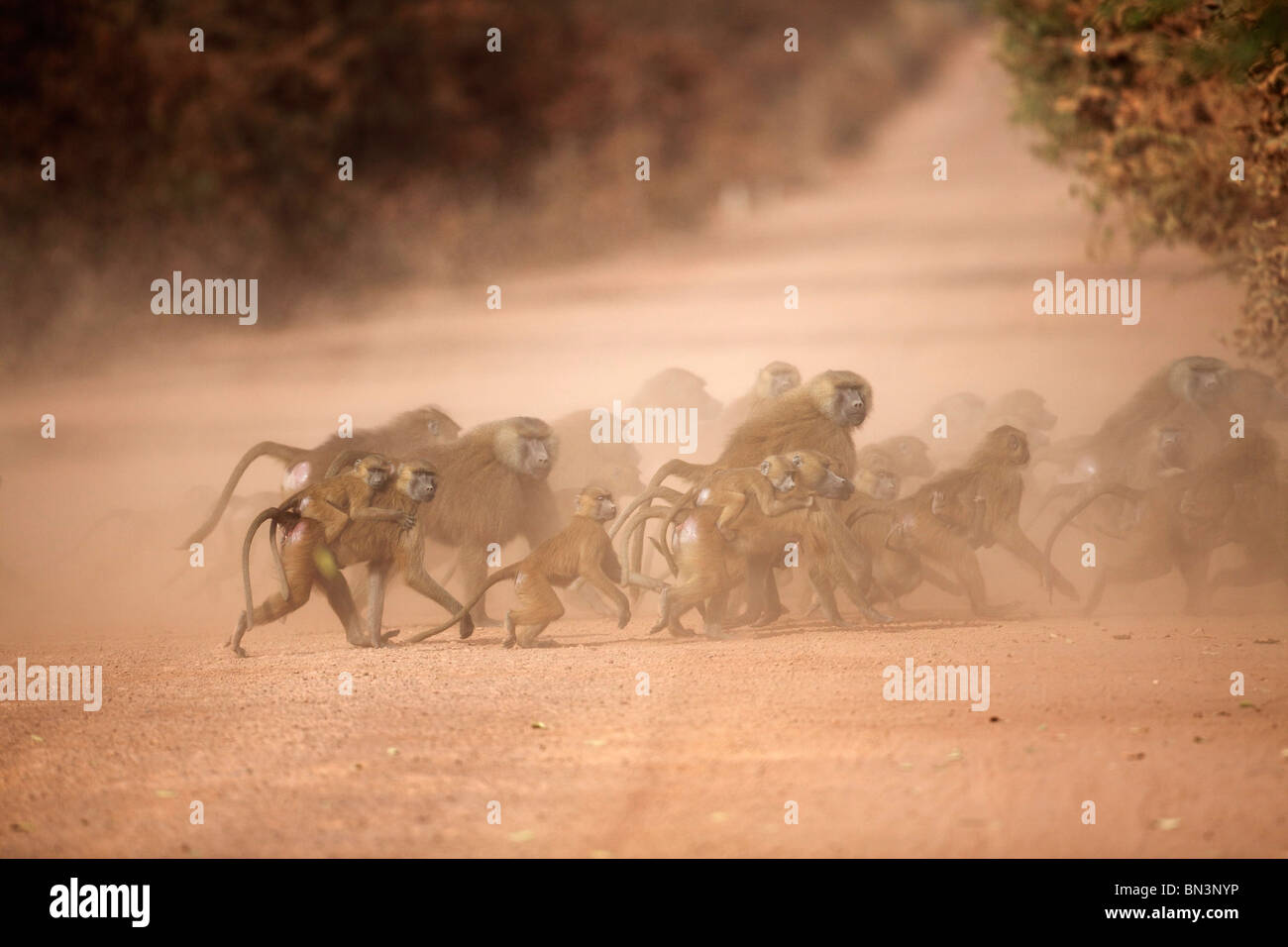 Guinea-Paviane, Papio Papio, Gambia, Westafrika, Afrika Stockfoto