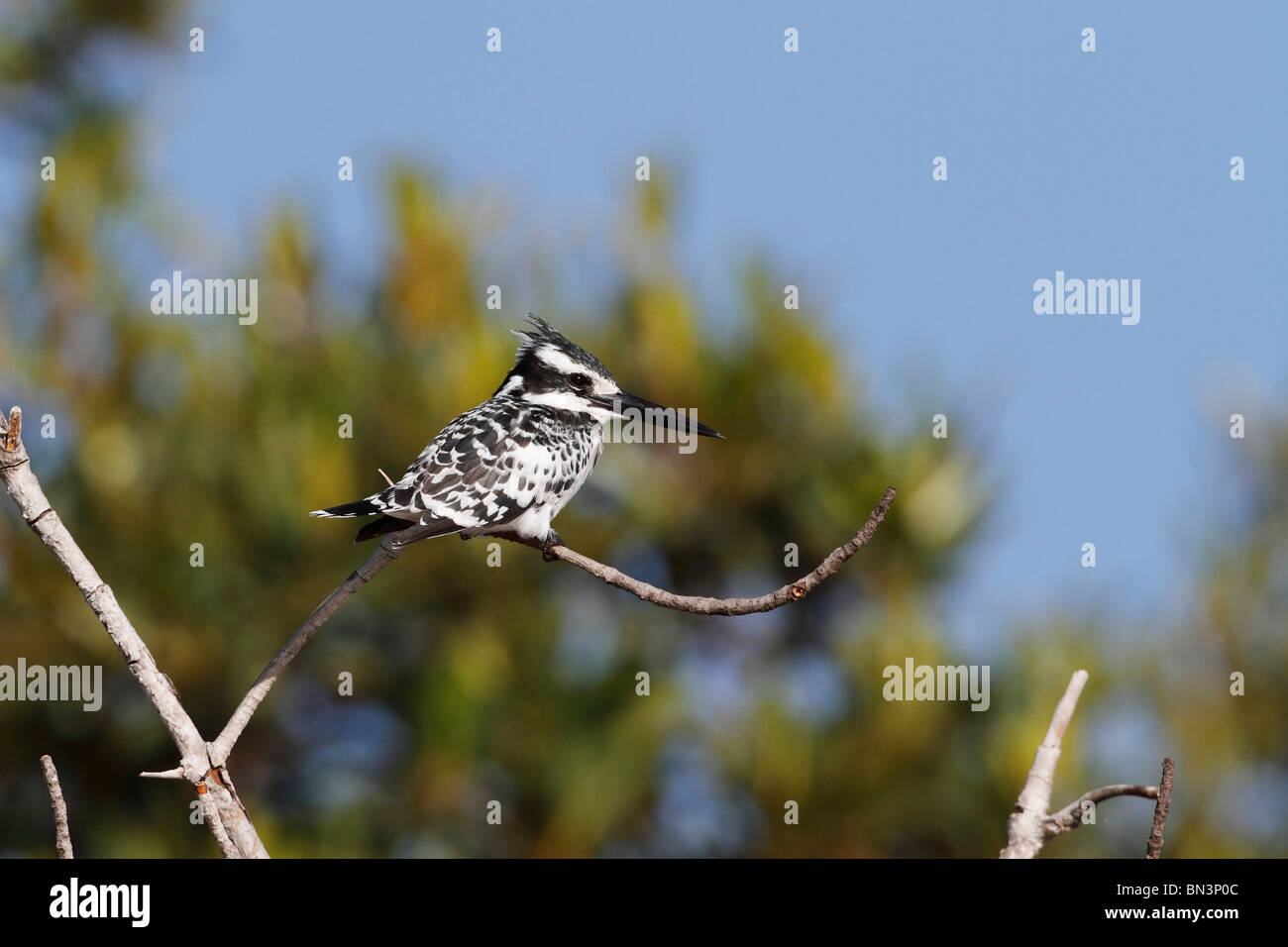 Pied Kingfisher, Ceryle Rudis, sitzt auf einem Ast, Gambia, Westafrika, Afrika Stockfoto