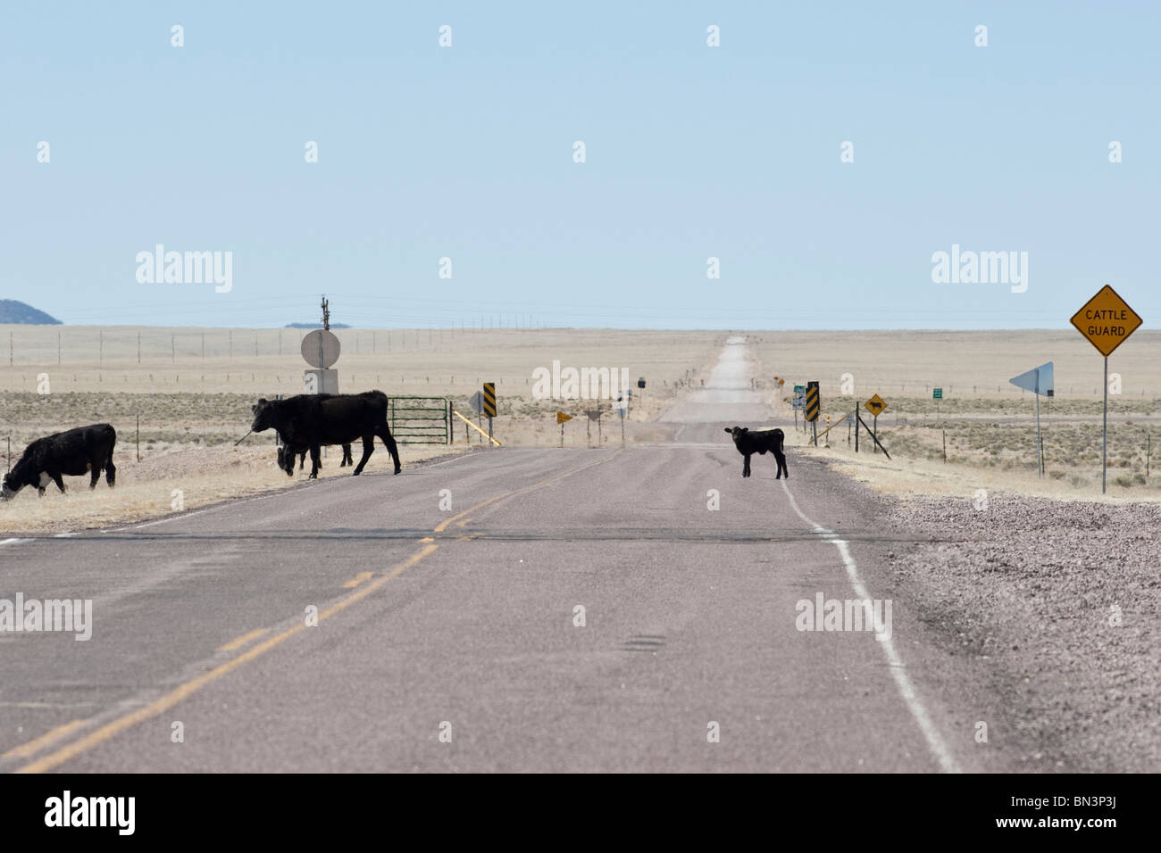Rinder, die Überquerung einer Country Road, New Mexico, USA Stockfoto