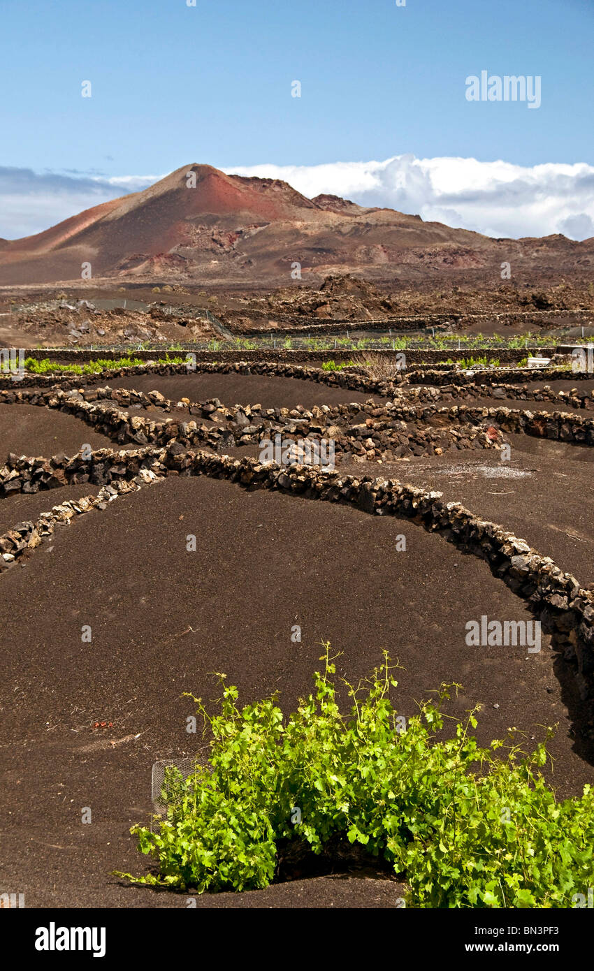 La Geria, Lanzarote, Kanarische Inseln, Spanien, Europa Stockfoto