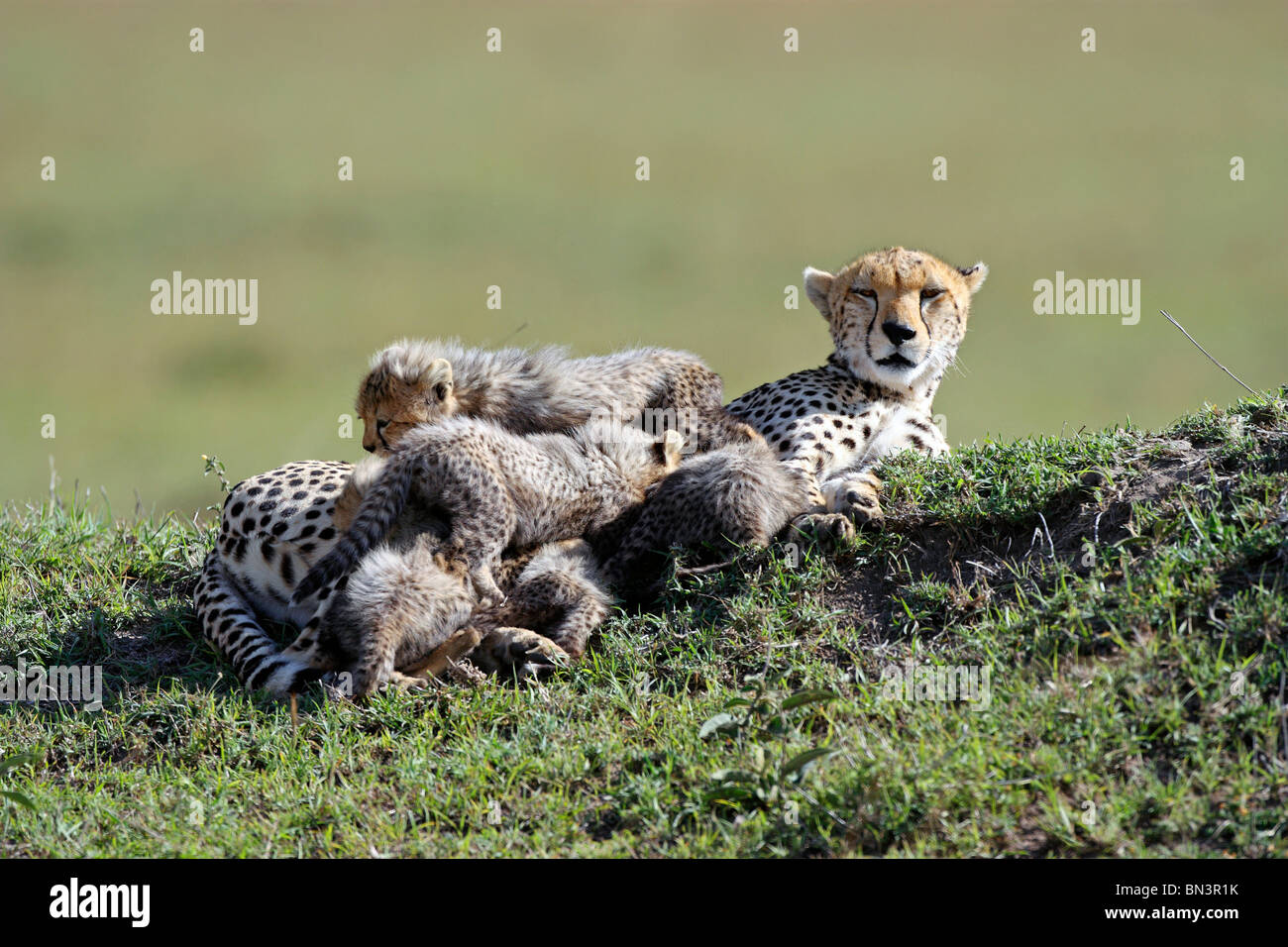 Gepard, Acinonyx Jubatus und junge Liebe, Masai Mara National Reserve, Kenia, Ostafrika, Afrika Stockfoto