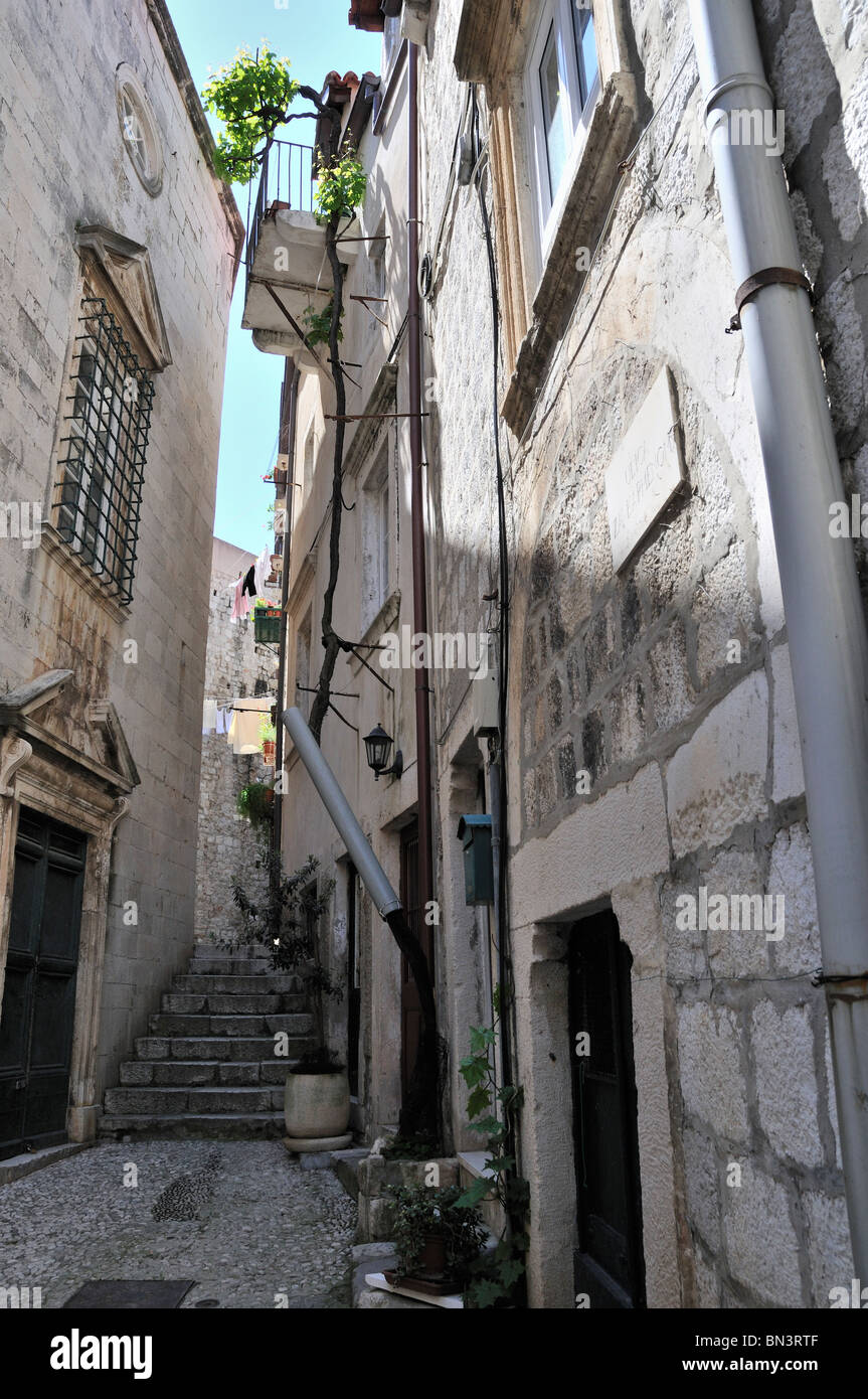Eine extrem hohe Pflanze zeigt über die hohen Gebäude, getrennt durch eine schmale Gasse und Schritte, Altstadt, Dubrovnik Stockfoto