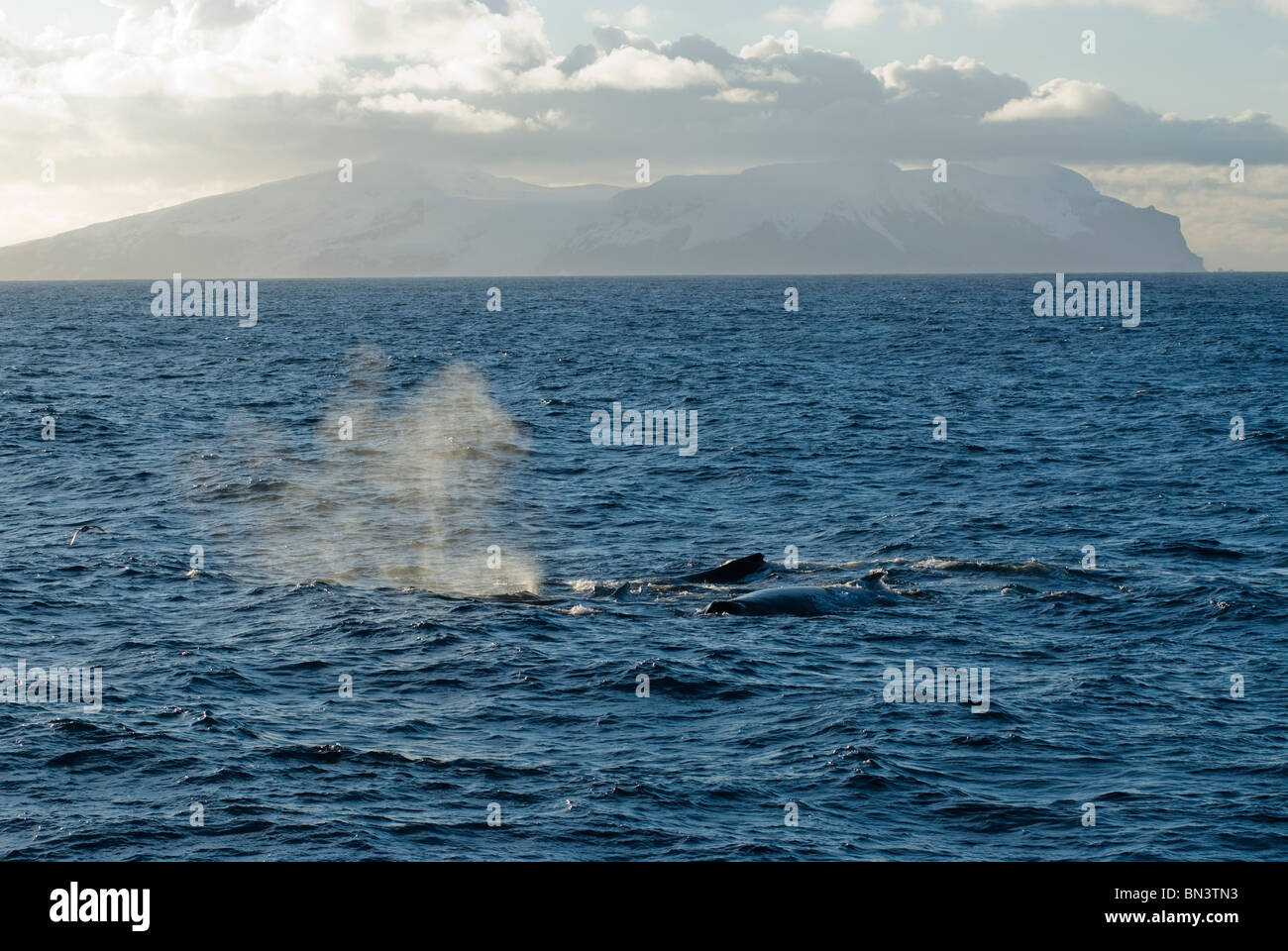 Buckelwale, Impressionen Novaeangliae, Schwimmen in der Nähe der Oberfläche, Bouvet Island Stockfoto