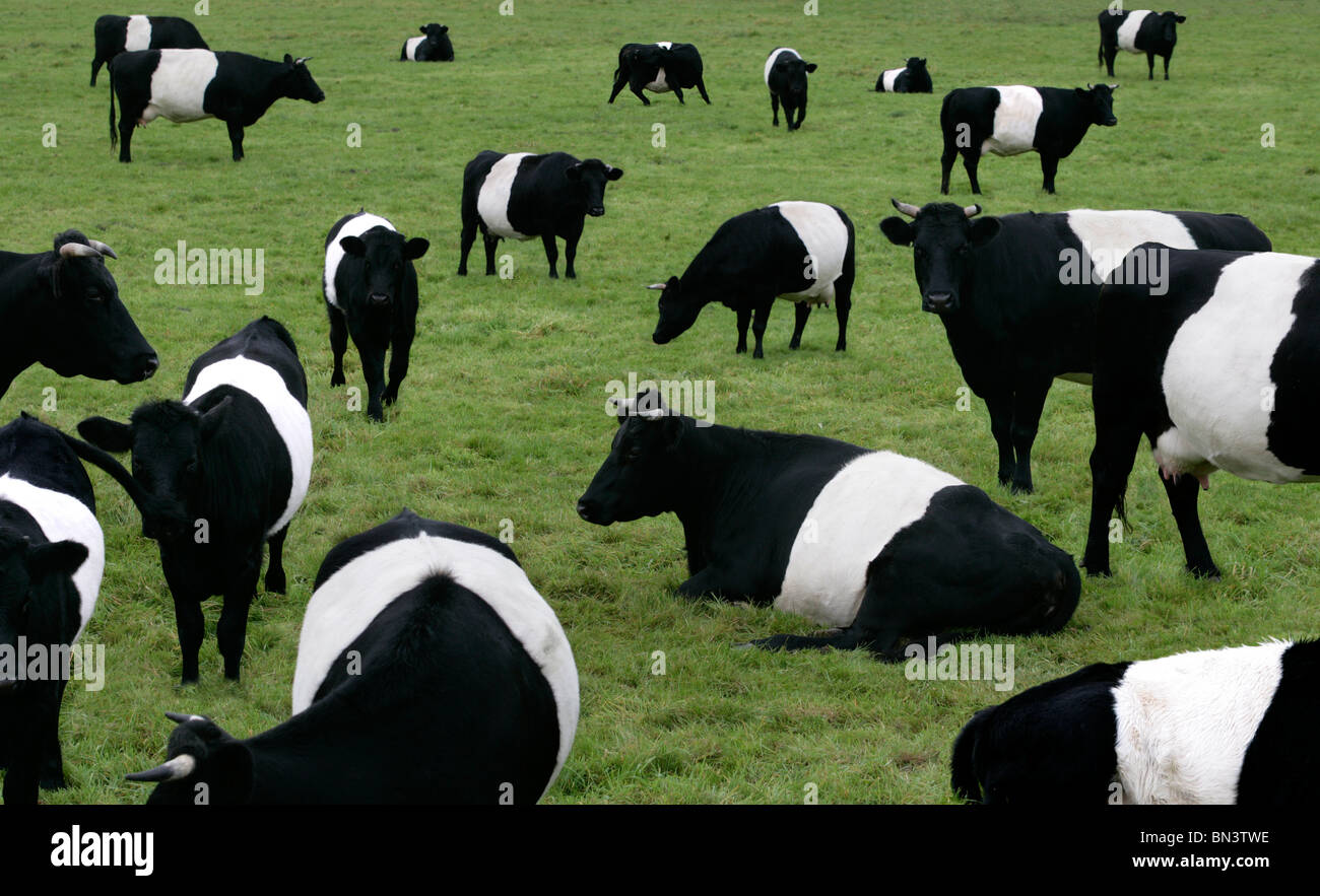 Kuhherde im Feld Stockfoto