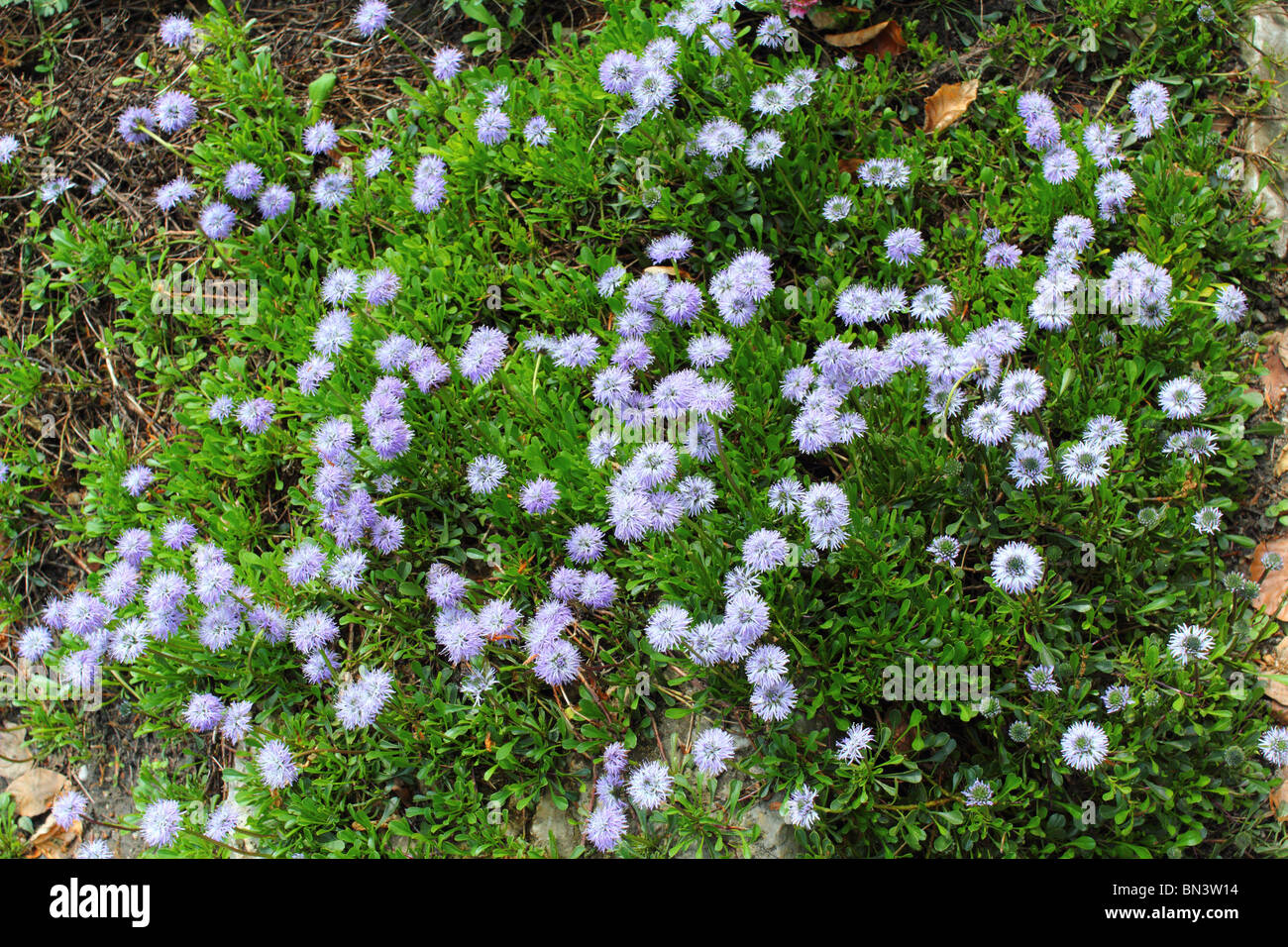 Blaue Kugel südlichen Blumen hautnah Globularia meridionalis Stockfoto