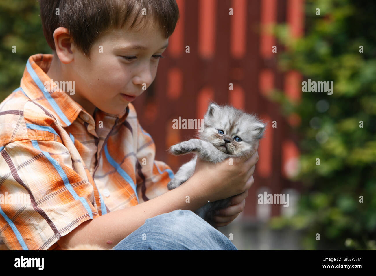 Hauskatze, Hauskatze, Perser (Felis Silvestris F. Catus), junge mit einem 4 Wochen alten persischen, Deutschland Stockfoto