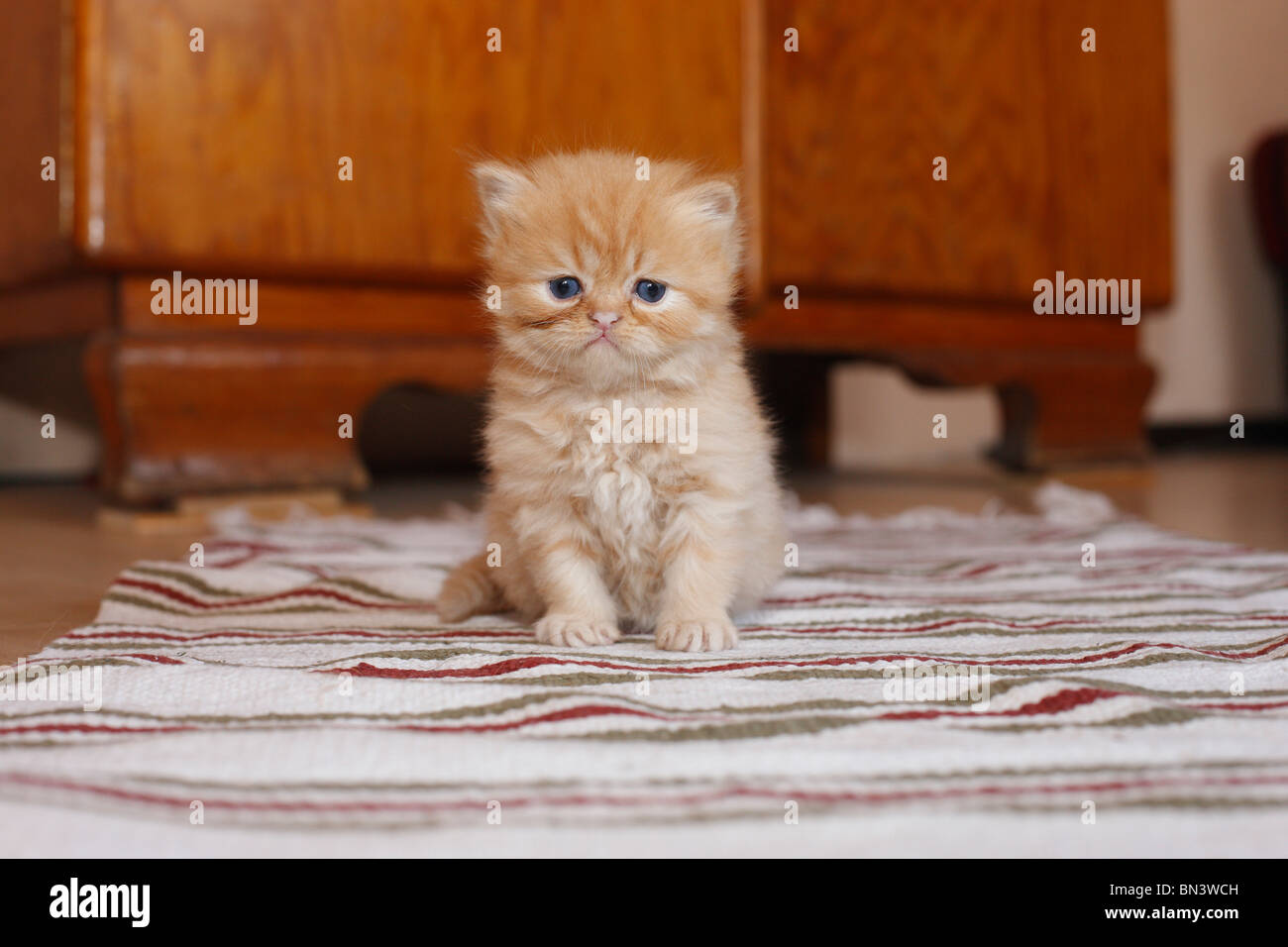 Hauskatze, Hauskatze, Perser (Felis Silvestris F. Catus), 4 Wochen alte Kätzchen, Deutschland Stockfoto