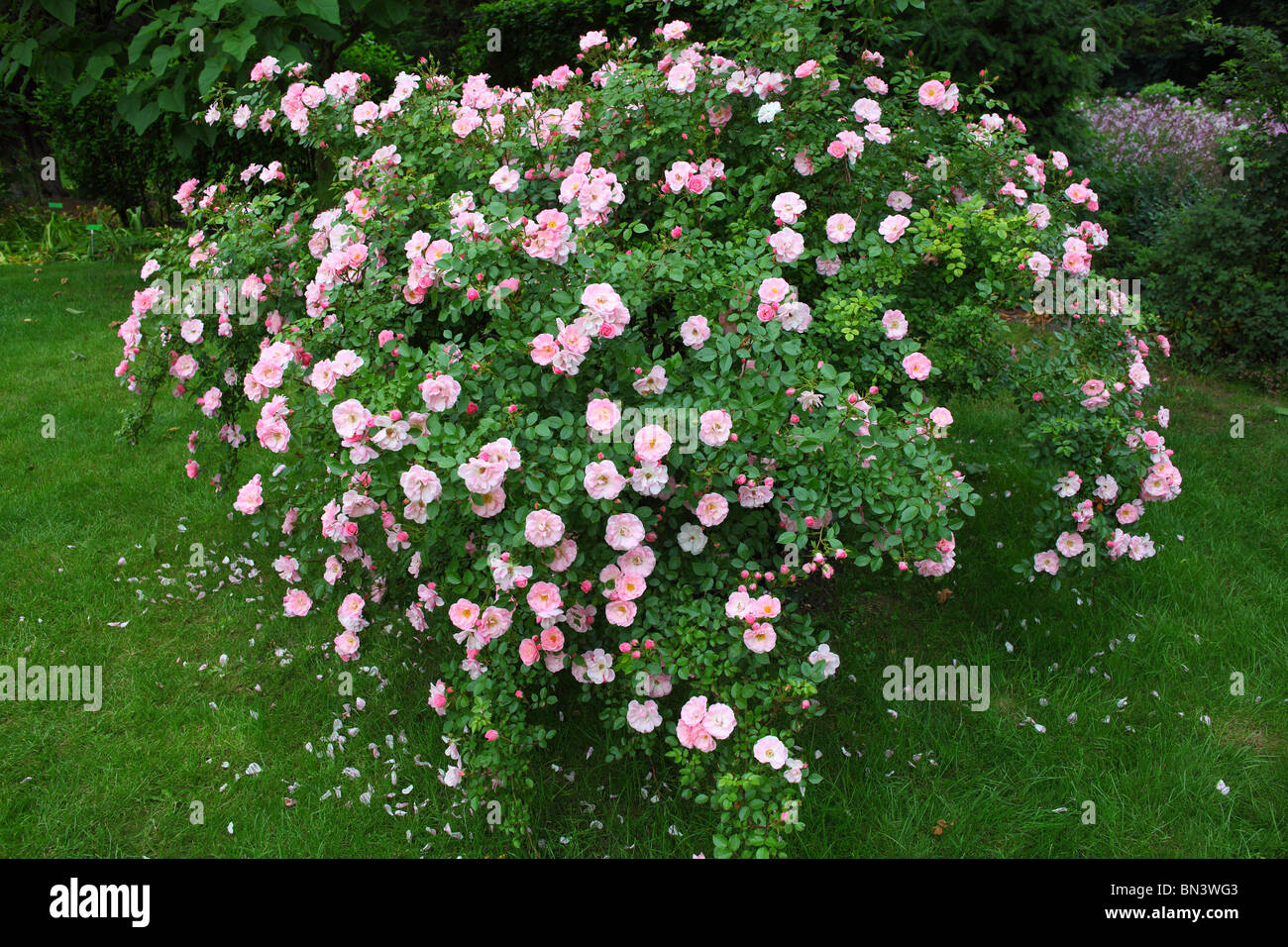 Rosa Strauch in voller Blüte Rosa Stockfoto
