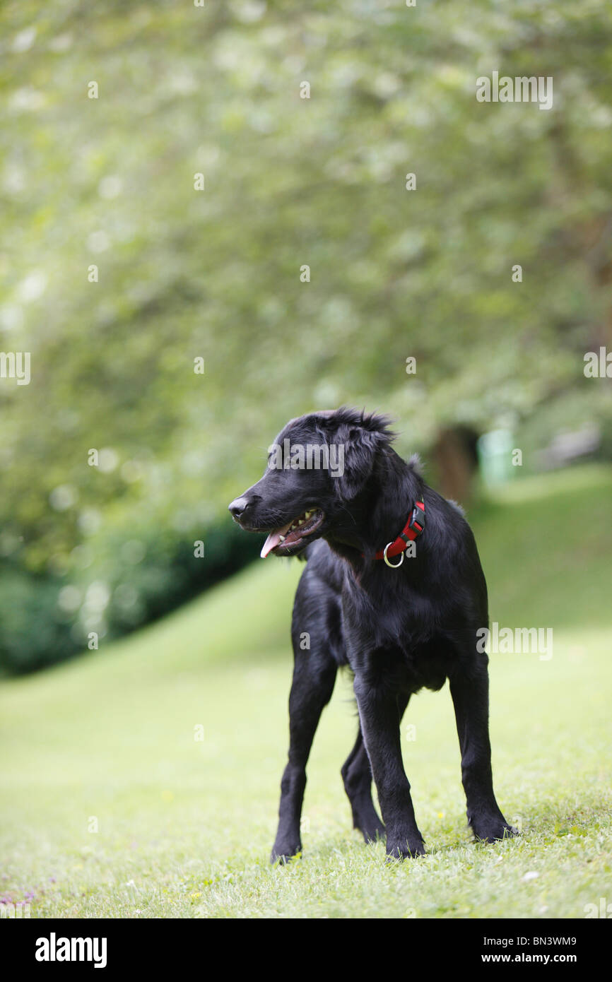 Mischling Hund (Canis Lupus F. Familiaris), junge Retriever-Mix in einer Wiese, Deutschland Stockfoto