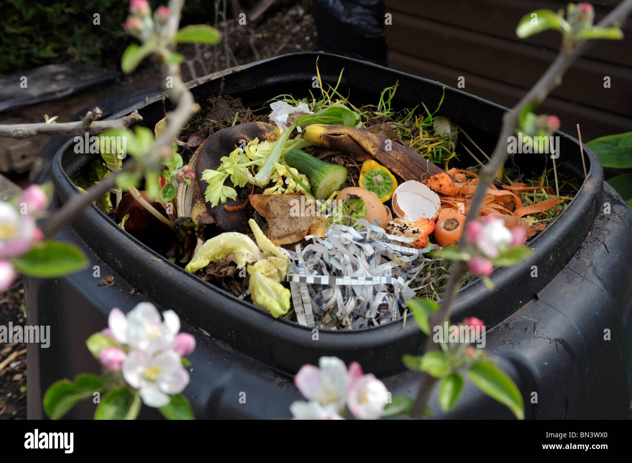 Komposter in einem Garten mit Küchenabfällen, neben Apfelblüte. Stockfoto