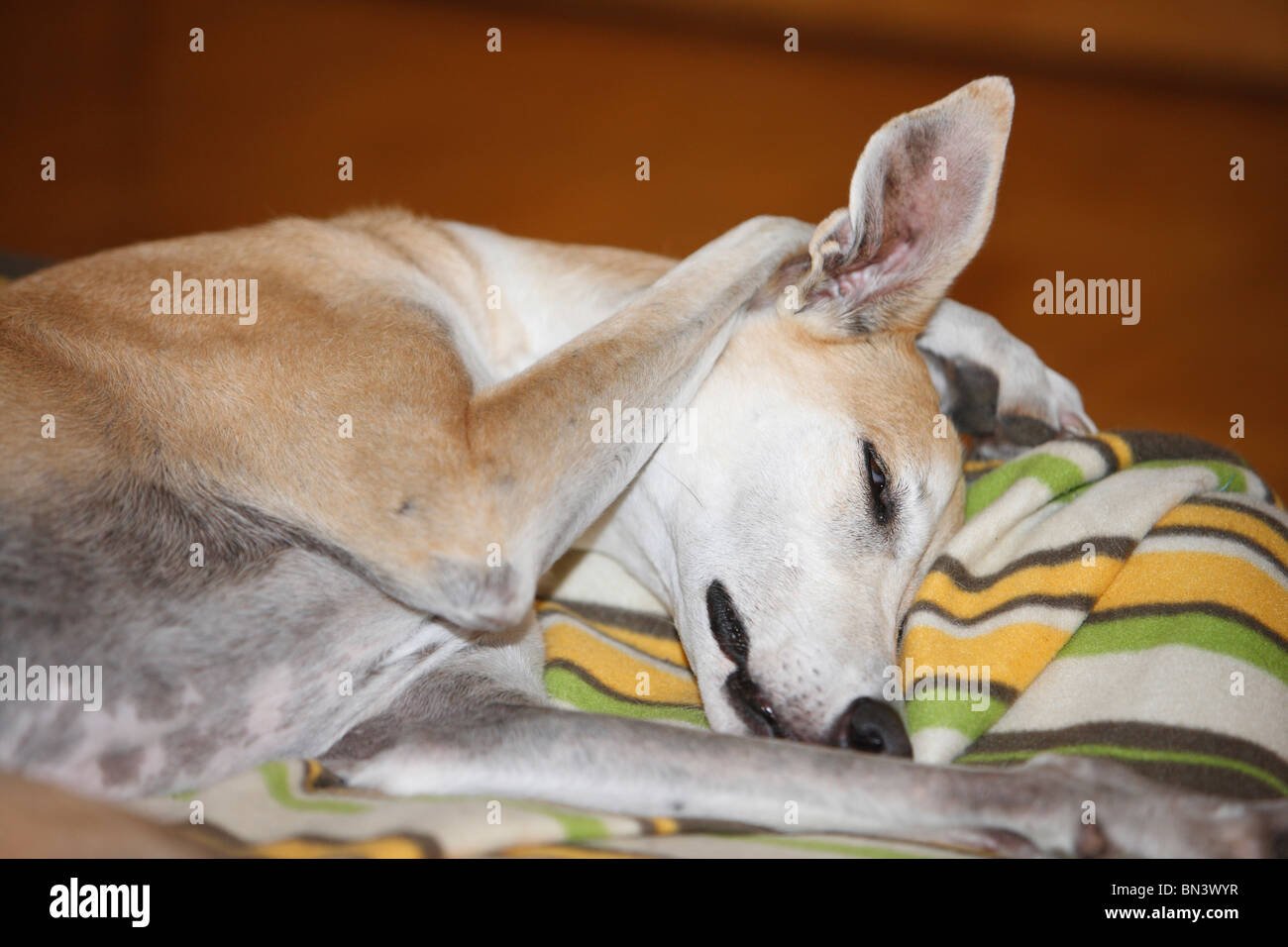 9 Jahre alten weiblichen Windhund mit einer Pfote hinter dem Kopf schlafen Stockfoto