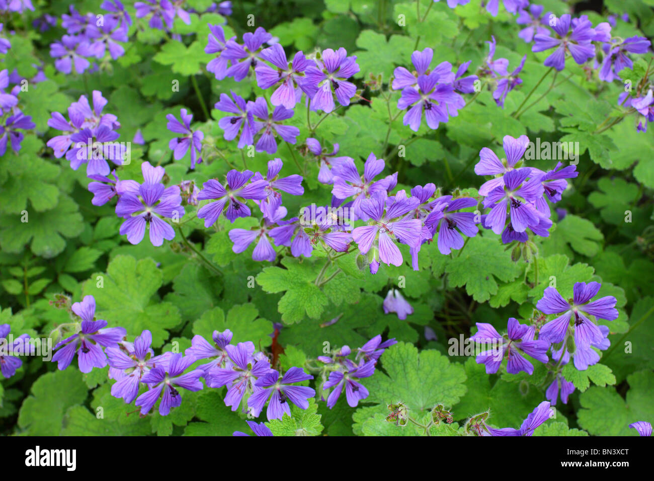 Geranium in voller Blüte Stockfoto