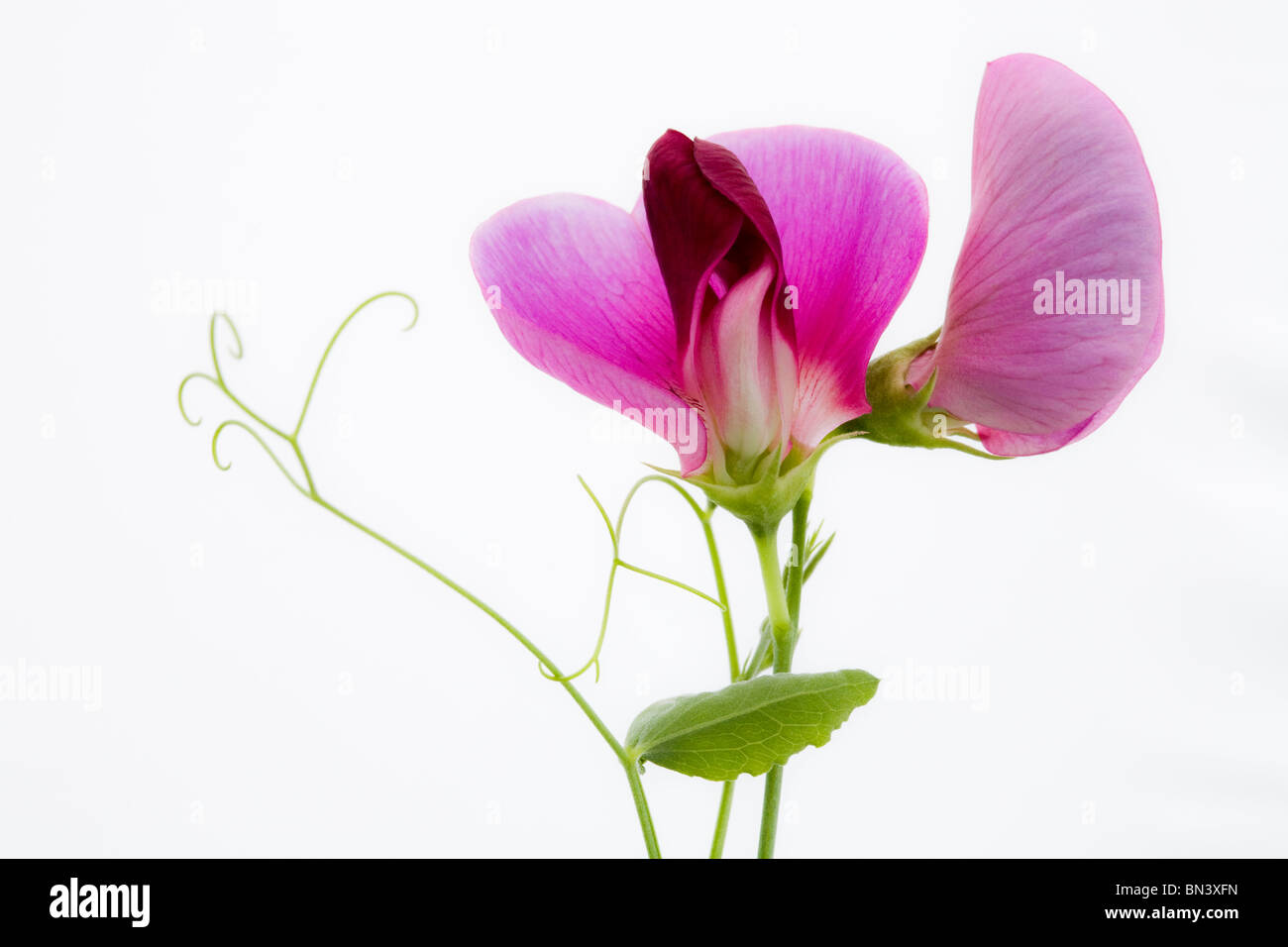 Einem einzigen Erbse Stiel dunkel rosa Blüte vor einem schwarzen Hintergrund zeigt Stockfoto