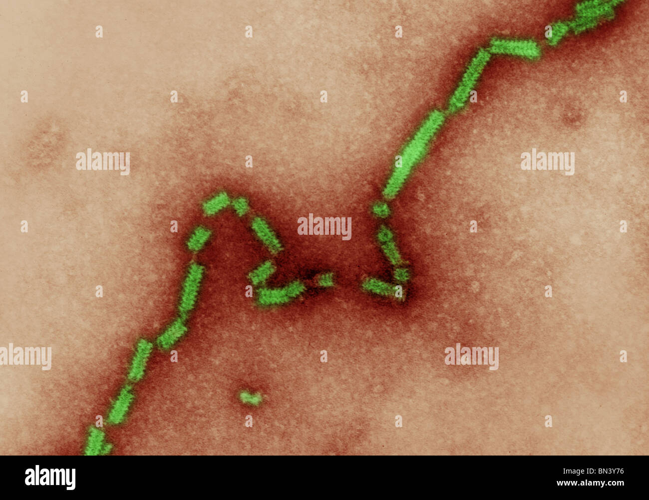Transmission Electron Schliffbild des Paramyxovirus 4A Nukleokapsid mit seiner Fischgräten geformten RNA Kern Stockfoto