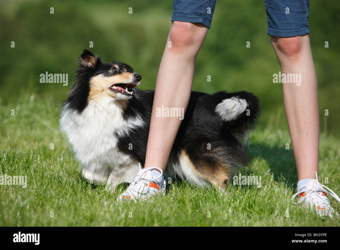 Shetland Sheepdog (Canis Lupus F. Familiaris), dog dancing, Hund läuft durch  die Beine von einem Spaziergang Mädchen, Deutschland Stockfotografie - Alamy