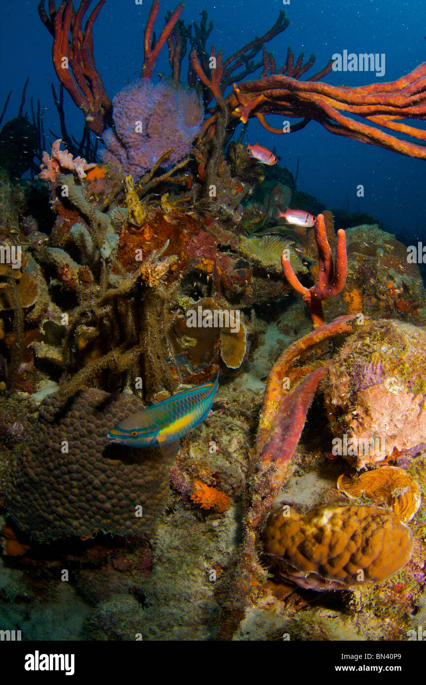 Riff-malerische in Bonaire, Niederländische Antillen Stockfoto