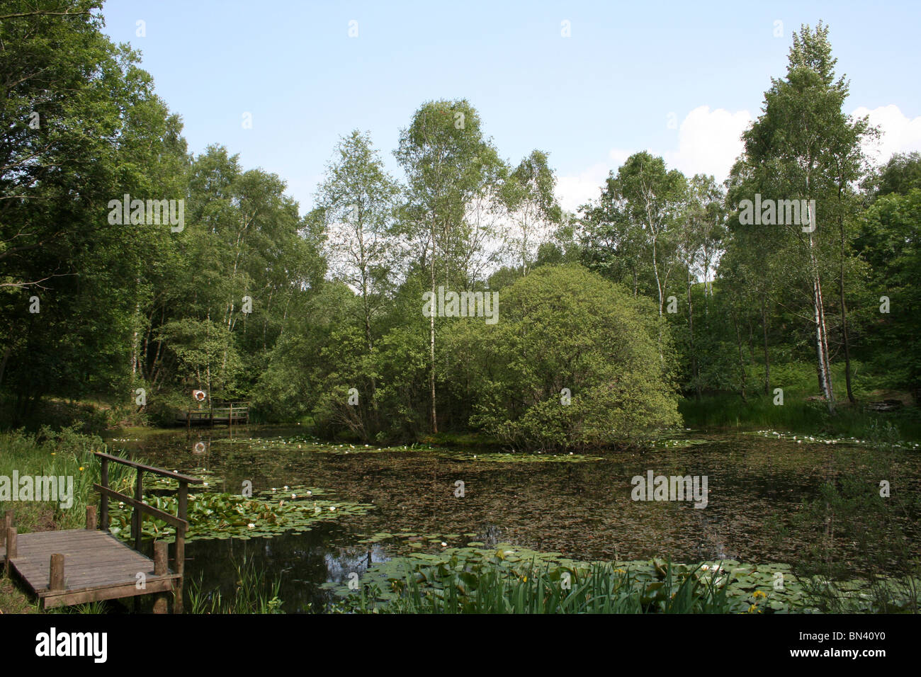 Teich im Sommer in der Rußland-Tal, Cumbria, UK Stockfoto