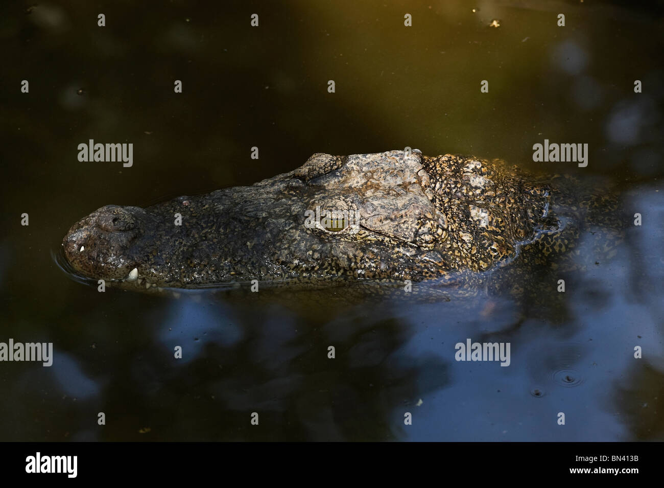 Indien-Tamil Nadu Cholamandal Dorf eine Nil-Krokodil Crocodylus Niloticus Kopf Stockfoto