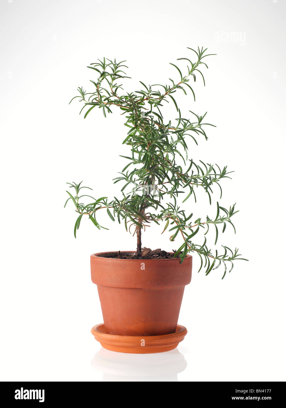 frischer Rosmarin-Pflanze, die in Ton Blumentopf auf weißem Hintergrund Stockfoto
