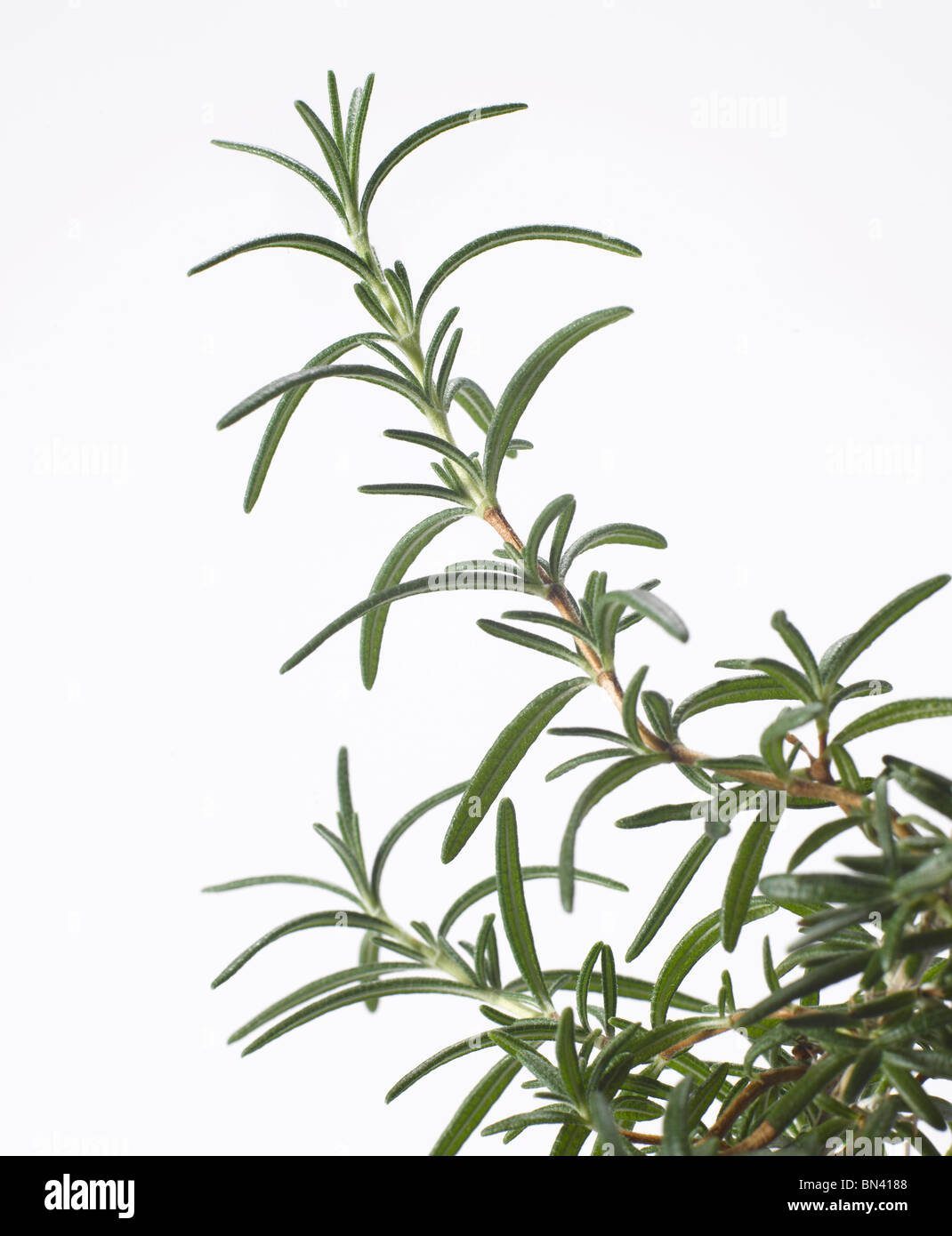 Nahaufnahme Zweig frischer Rosmarin auf weißem Hintergrund Stockfoto