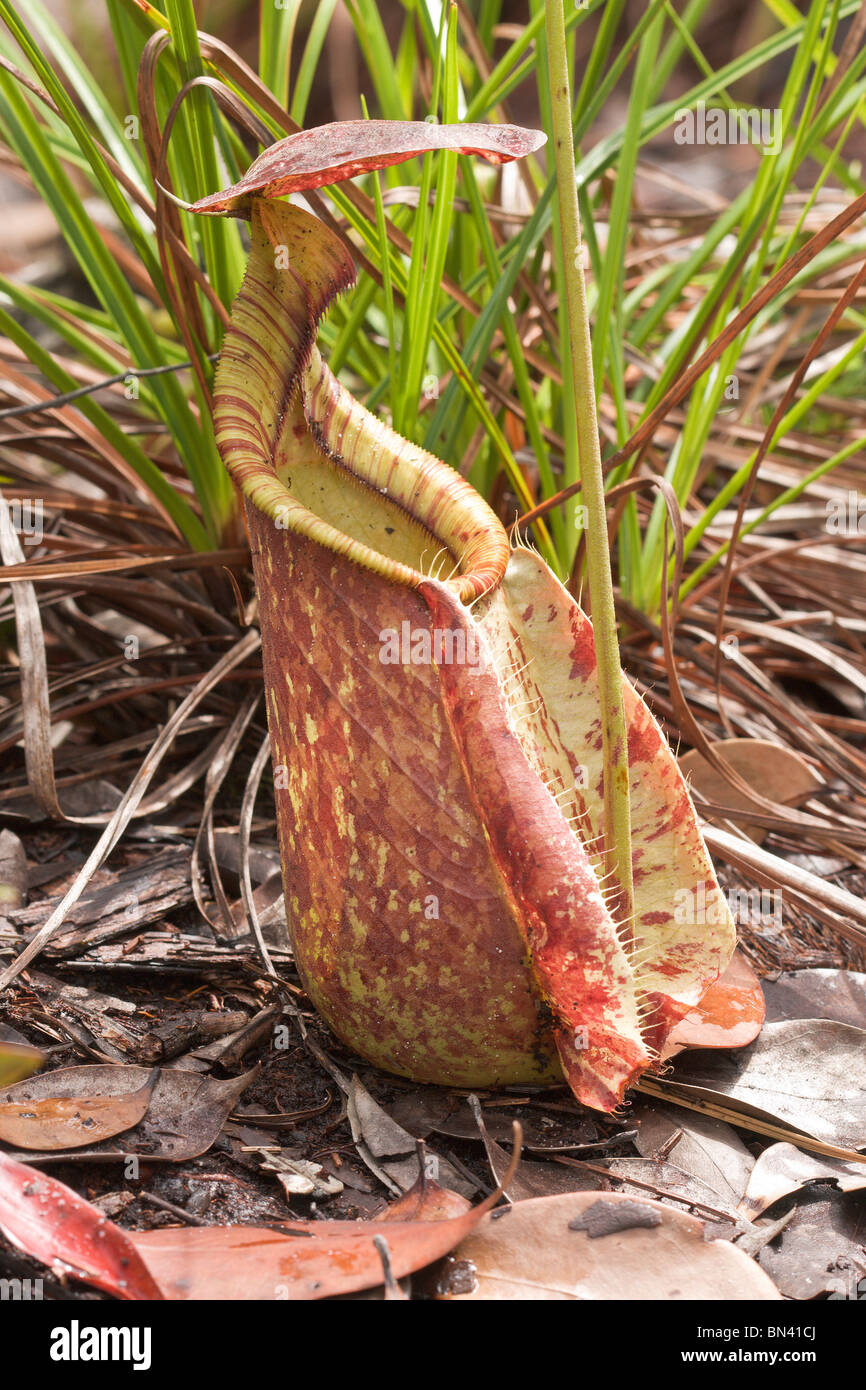 Kannenpflanze Nepenthes Rafflesiana, unteren Krug Stockfoto