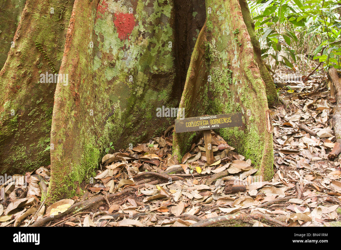 Wurzel der Durian Baum Coelostegia Borneensis, mit Schild Stockfoto