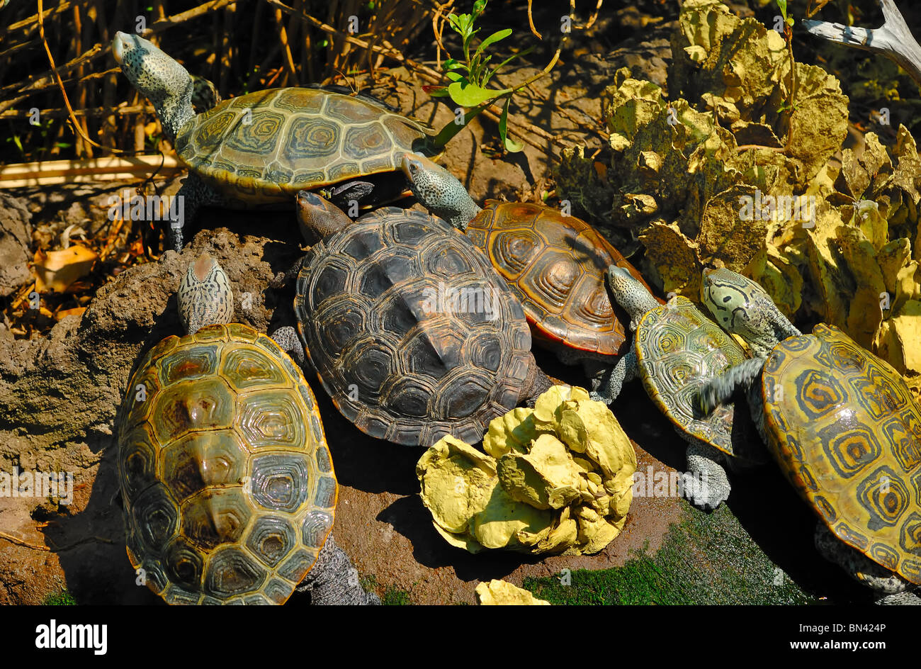 Eine Gruppe von sechs Diamanten unterstützt Terrapins ruht am Ufer im Aquarium von Charleston in South Carolina, USA Stockfoto