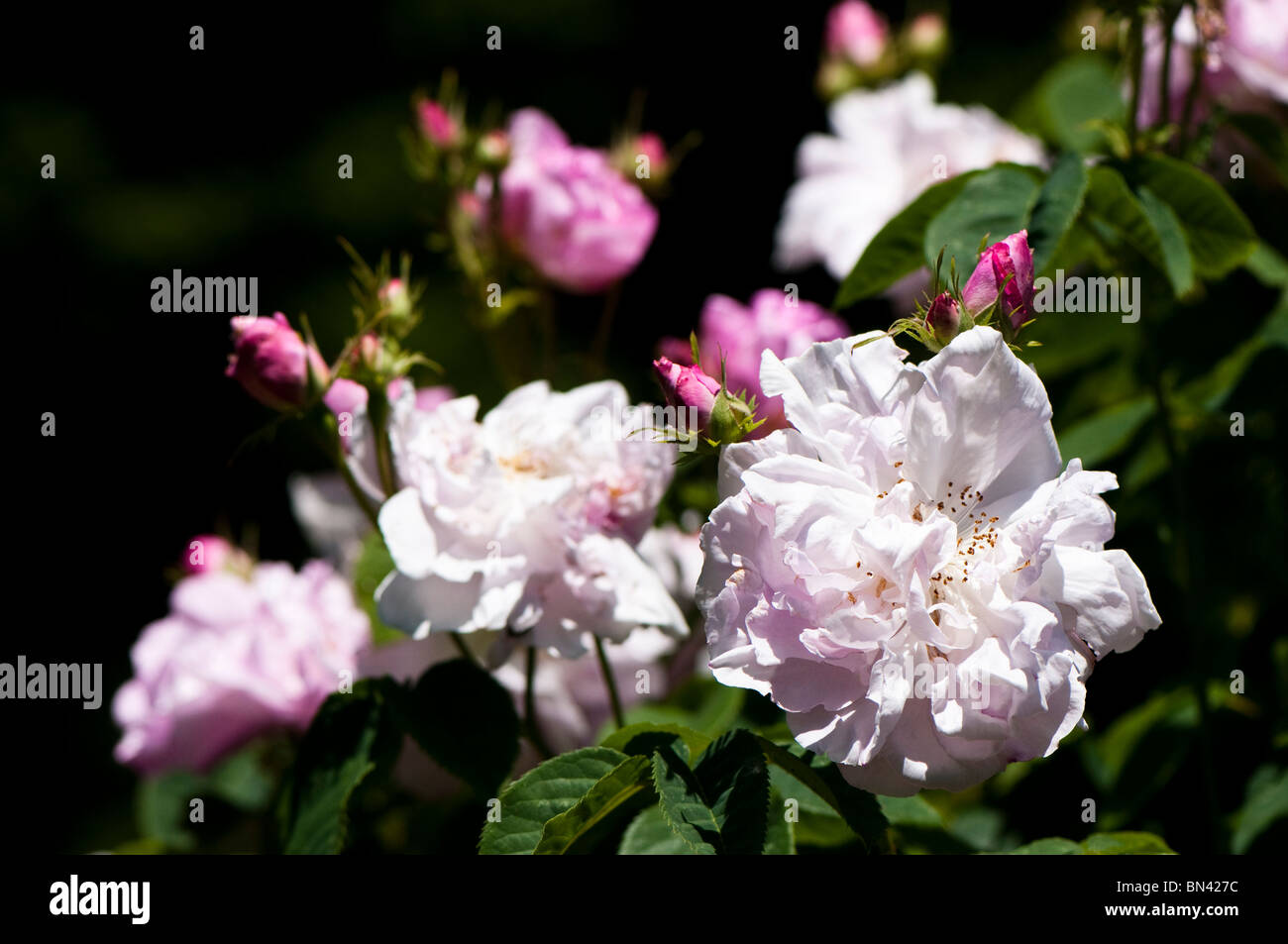 Rosa X centifolia "Muscosa" in der Blume im Painswick Rokoko Garden in The Cotswolds Stockfoto