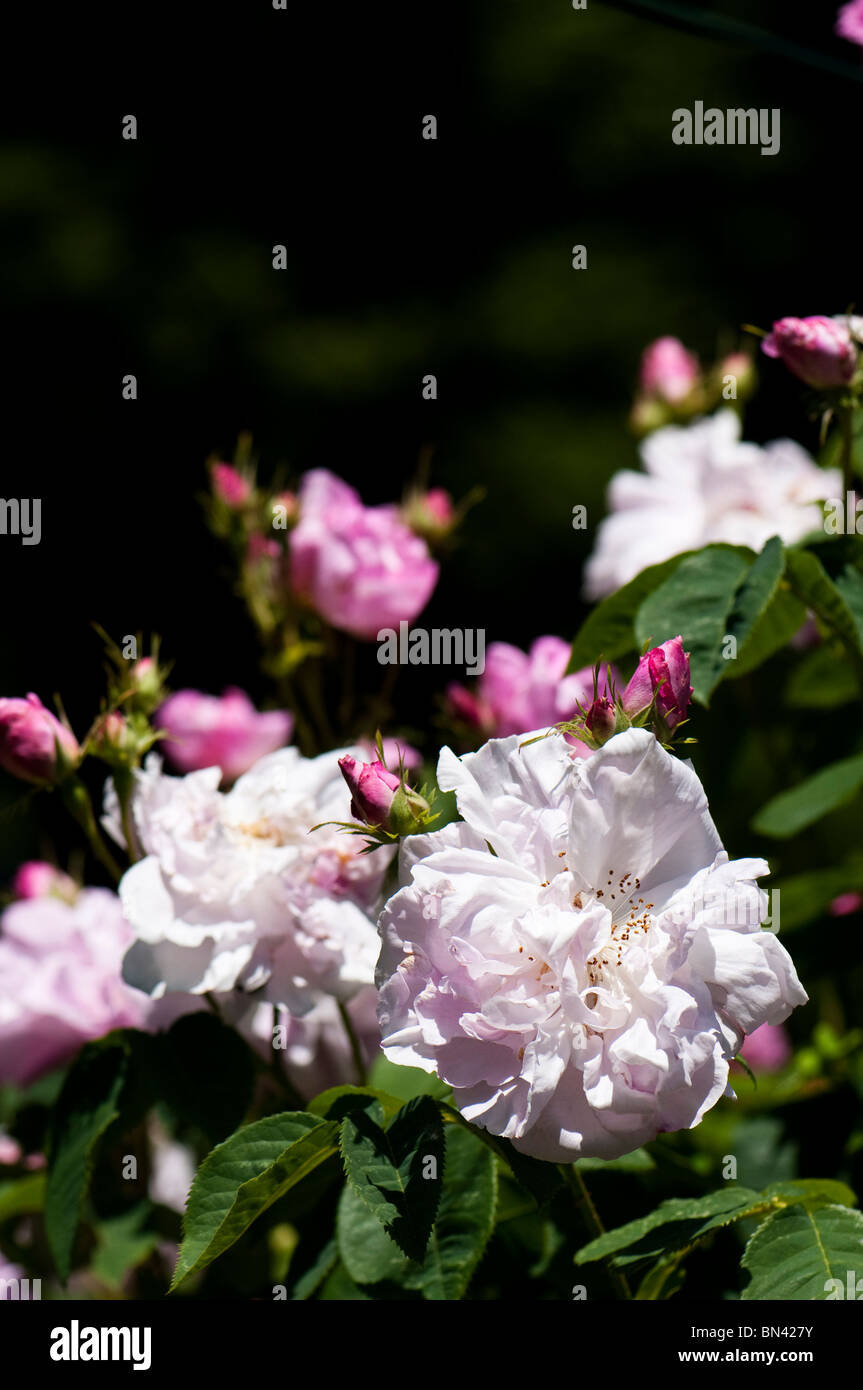 Rosa X centifolia "Muscosa" in der Blume im Painswick Rokoko Garden in The Cotswolds Stockfoto