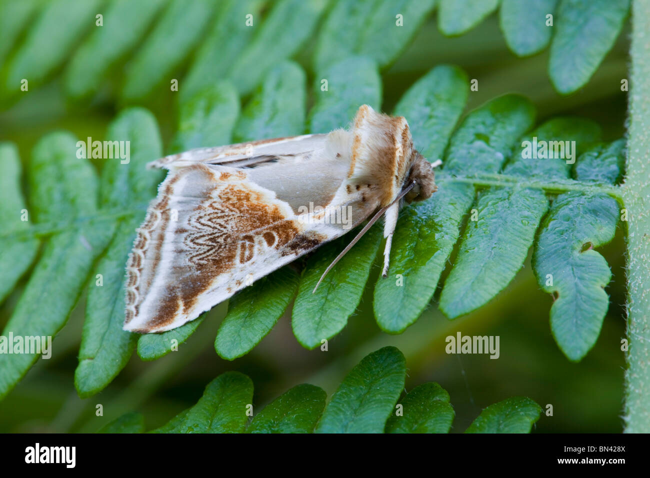 Buff Bögen Motte; Habrosyne pyritoides Stockfoto