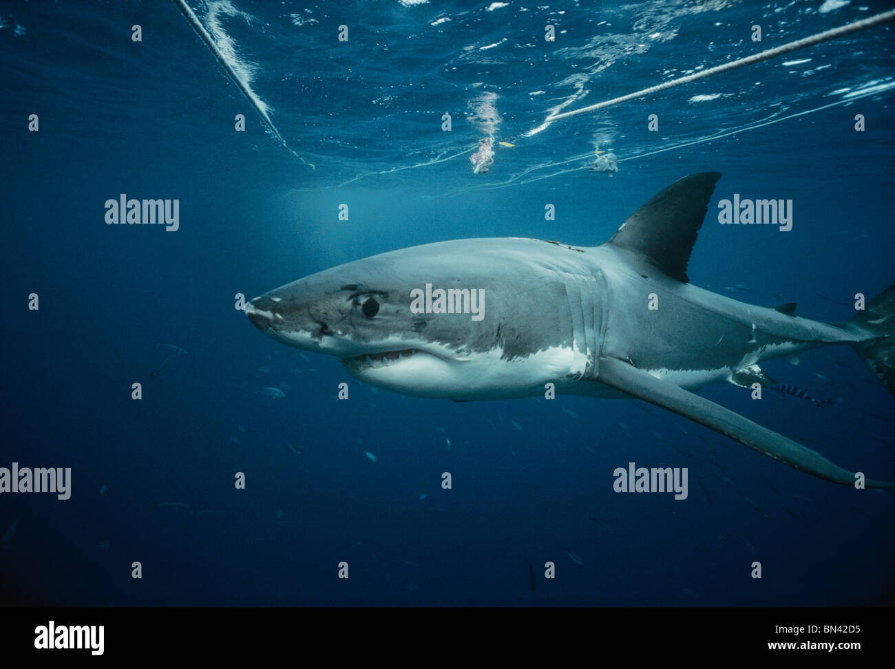 Weißer Hai,Bild auf Leinwand,auf Holzplatte gespannt/ WeißerHai 1S_2206