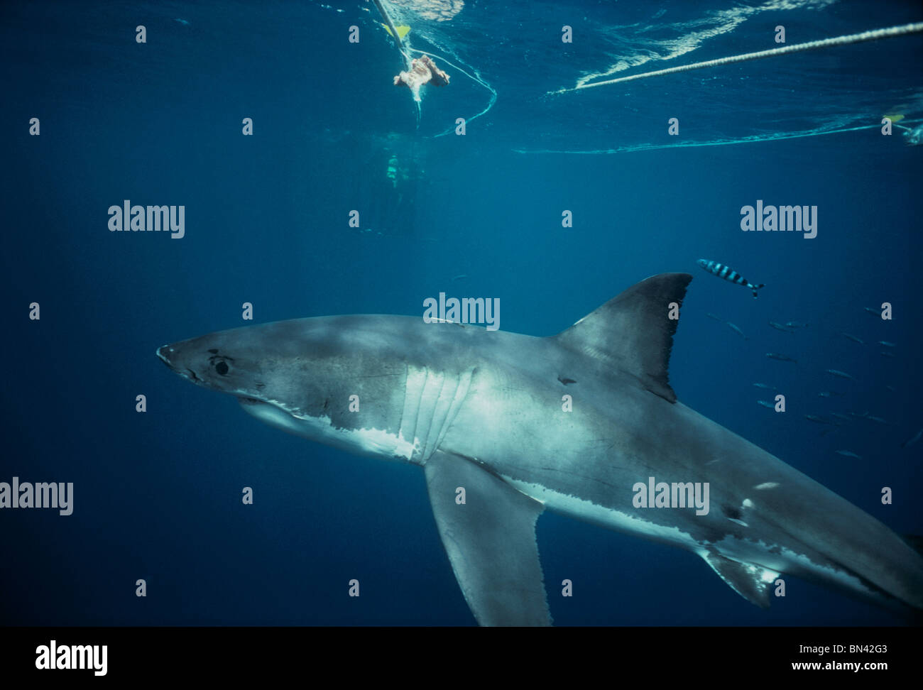 Pilot-Fisch (Naucrates Komple-) schwimmen mit großen weißen Hai (Carcharodon Carcharias), gefährliche Riff, South Australia Stockfoto