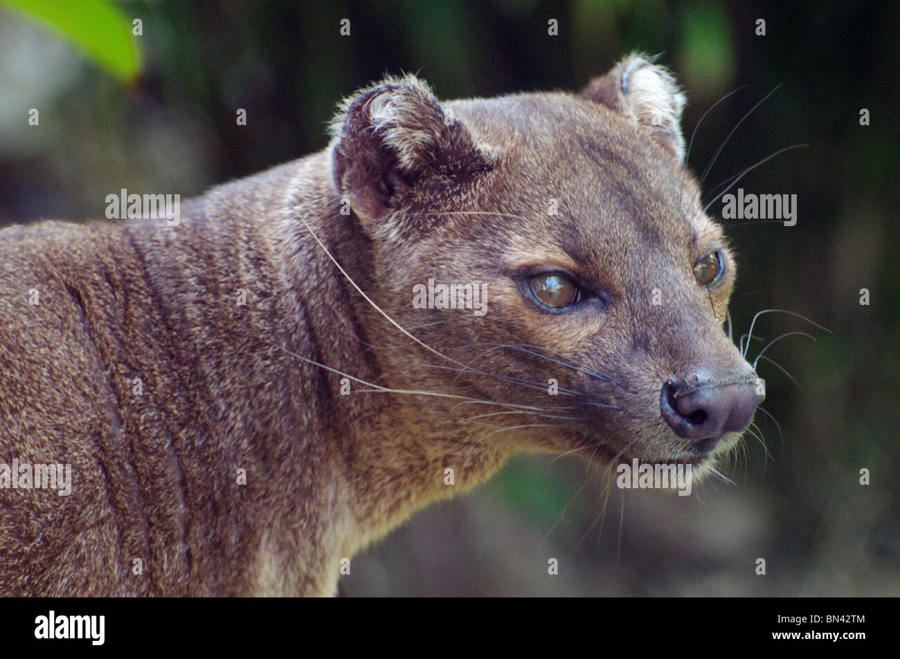 Fossa Stockfoto