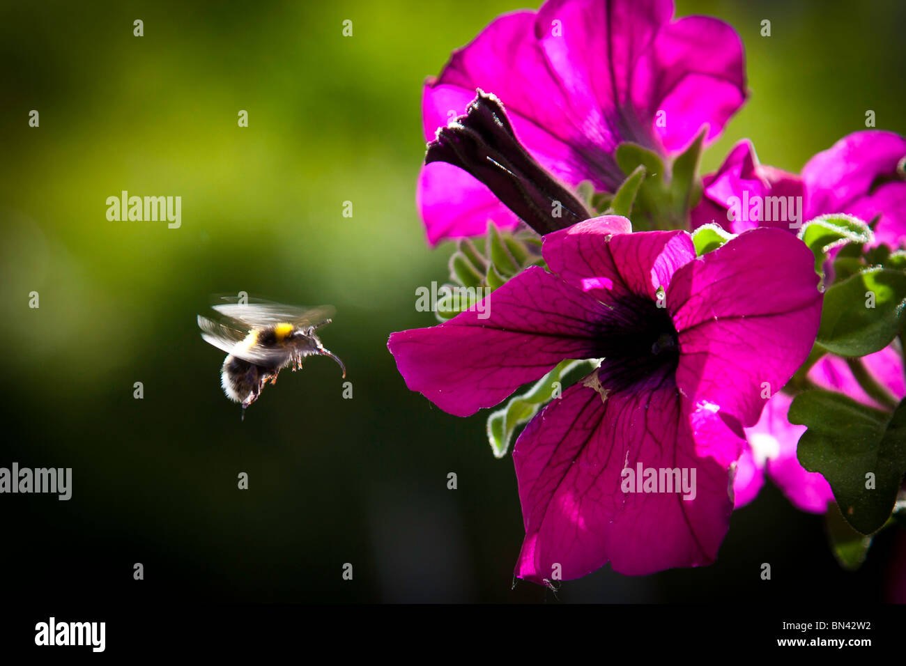 Biene schwebt vor einer Blume Nektar suchen Stockfoto