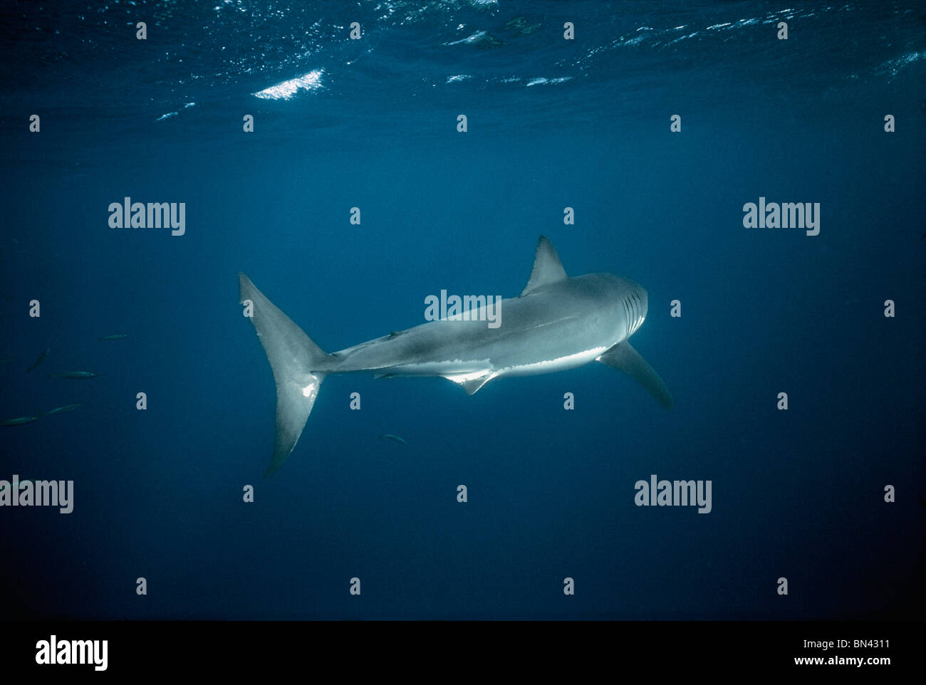 Weißer Hai (Carcharodon Carcharias) im offenen Ozean, gefährliche Riff, Süd-Australien - Great Australian Bight drehen. Stockfoto