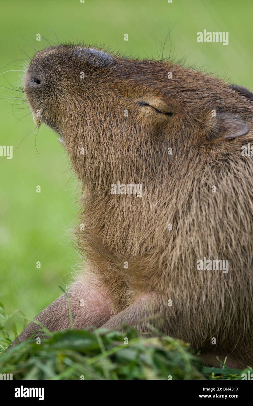 Capybara Gähnen - Hydrochoerus Hydrochaeris Stockfoto