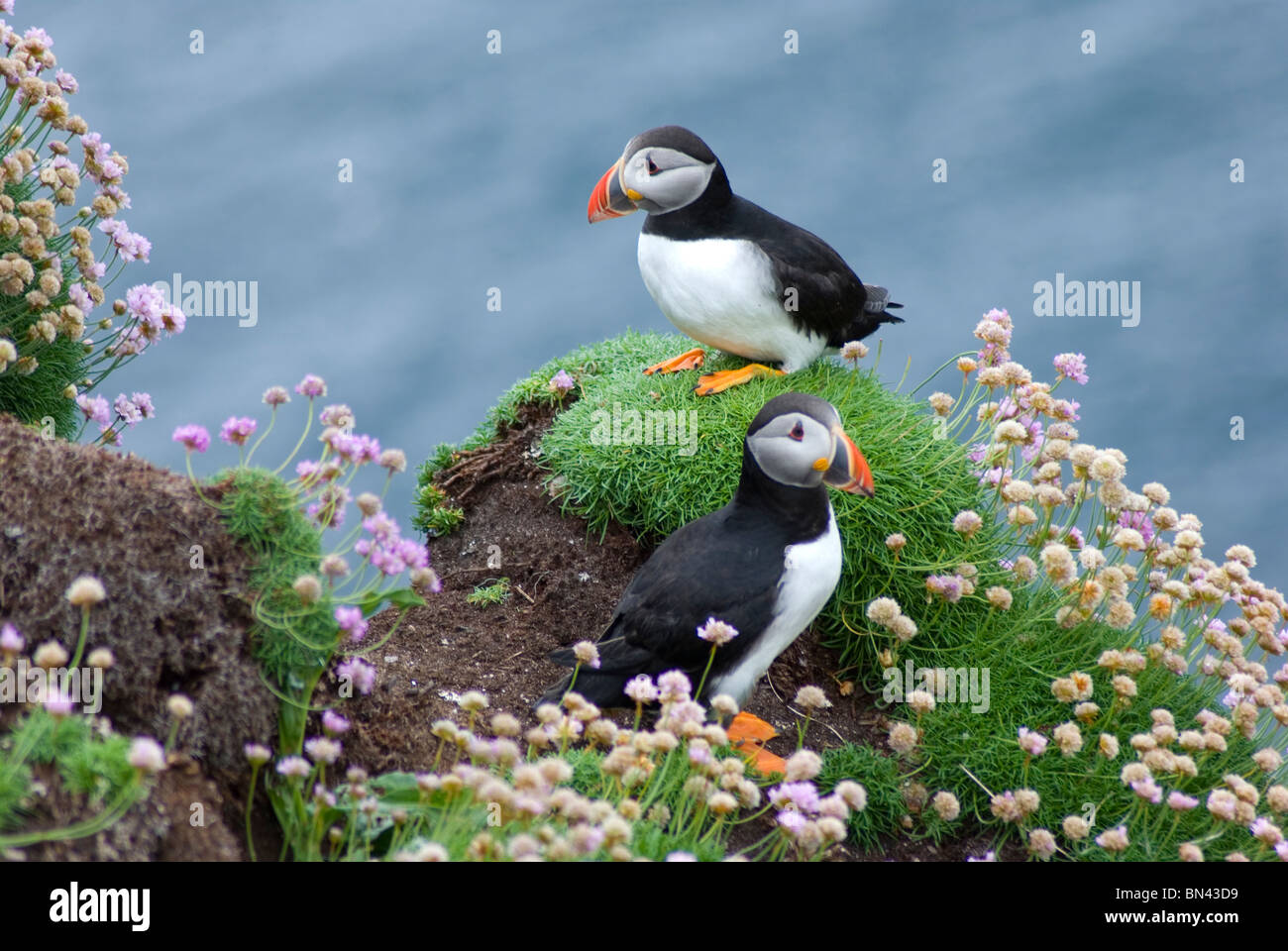 Papageientaucher auf Handa Island, Scourie, Sutherland, Schottland Stockfoto