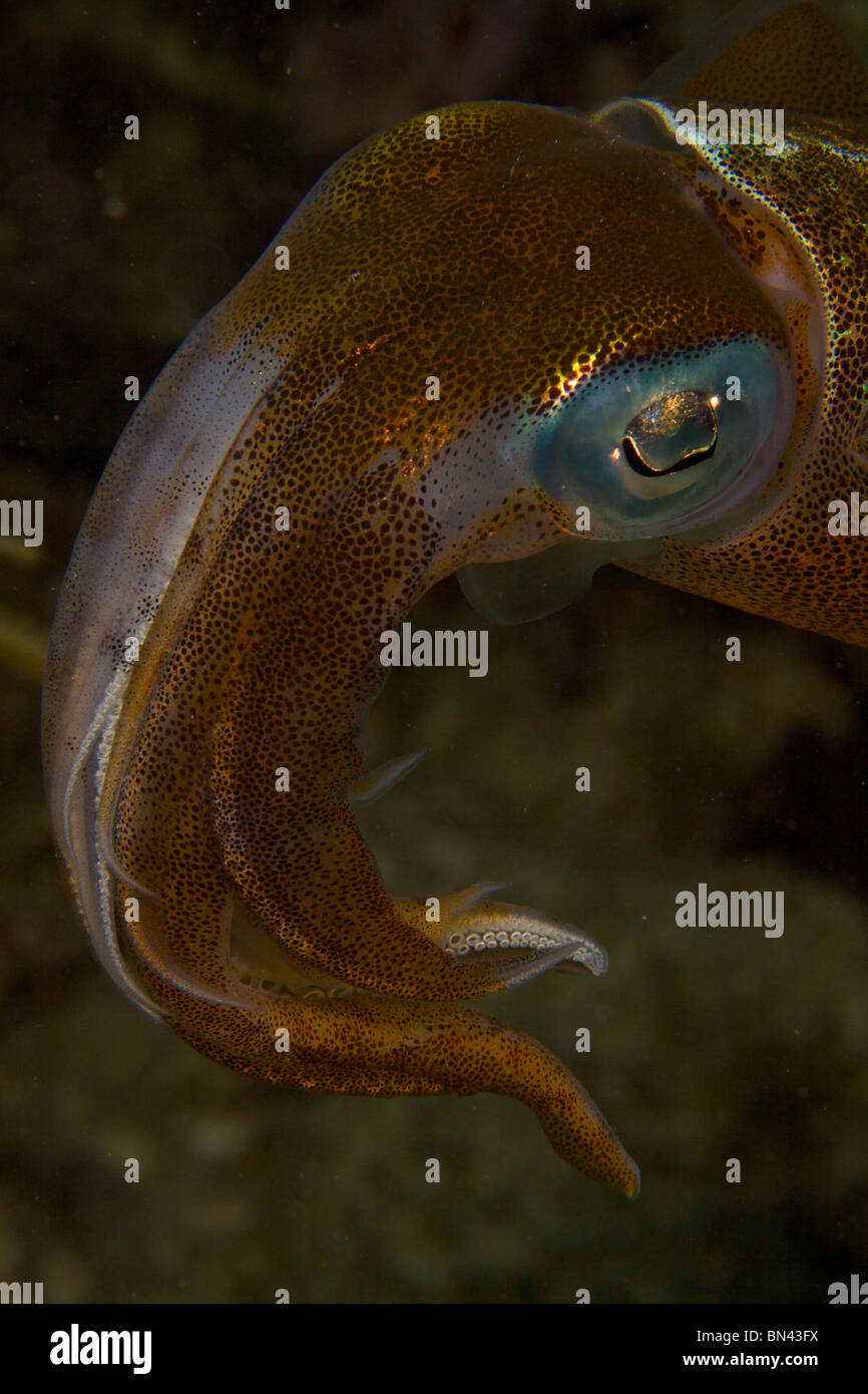 Riff Tintenfisch Bonaire Niederländische Antillen Caribbean Stockfoto