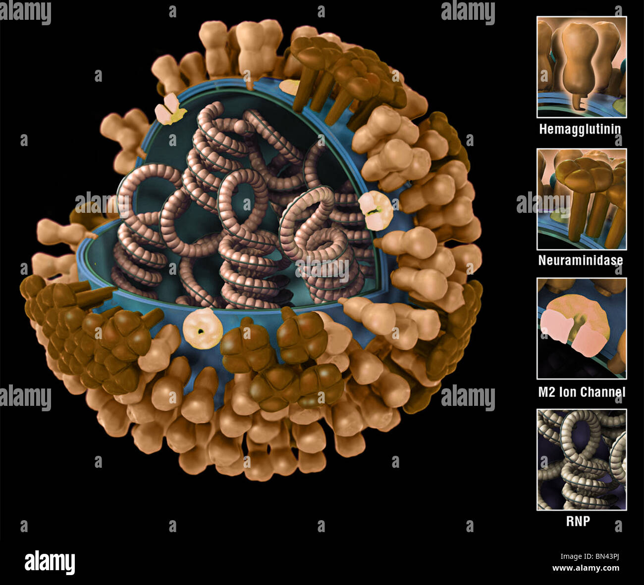 3D graphische Darstellung der eine generische Grippe Virion Ultrastruktur Stockfoto