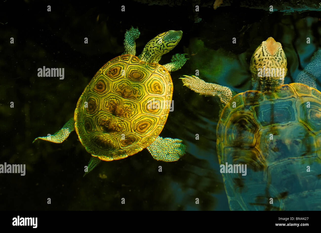 Mutter und Baby Diamant-backed Terrapin (Malaclemis Sumpfschildkröte) schwimmen zusammen im Aquarium von Charleston in South Carolina, USA Stockfoto